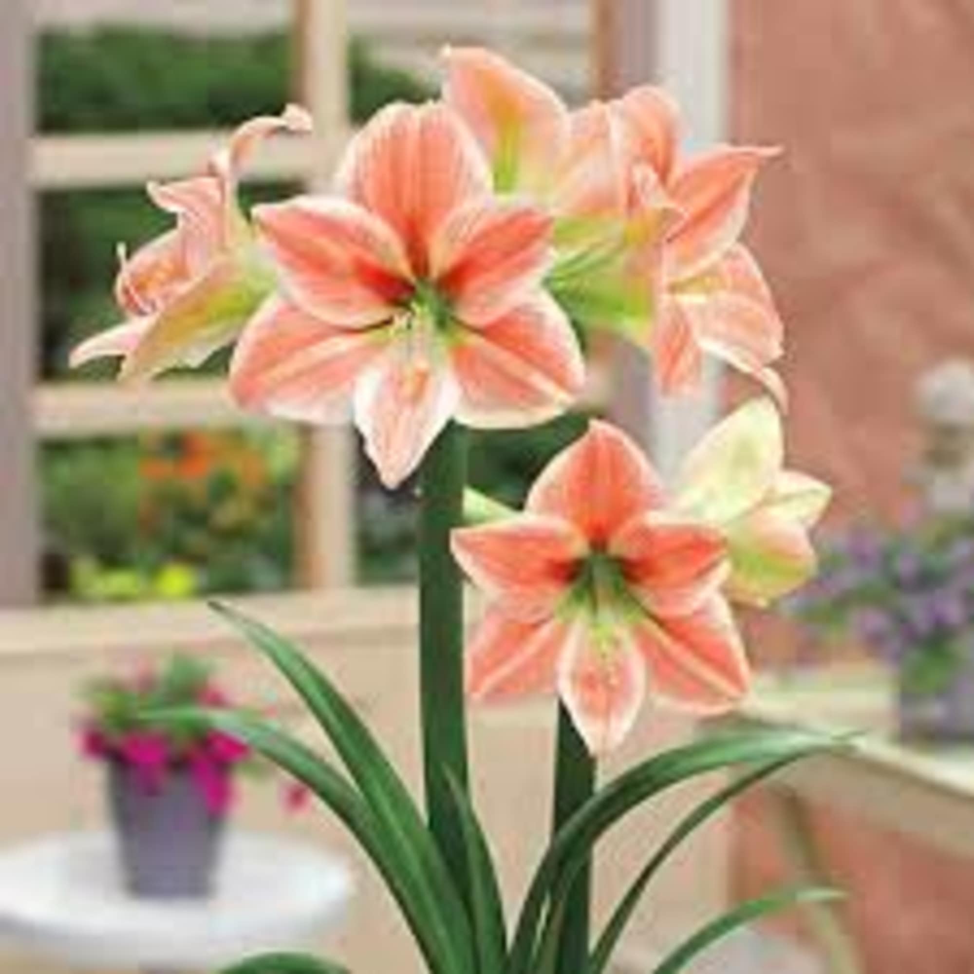 Send tidings of comfort and joy with a loving and living gift