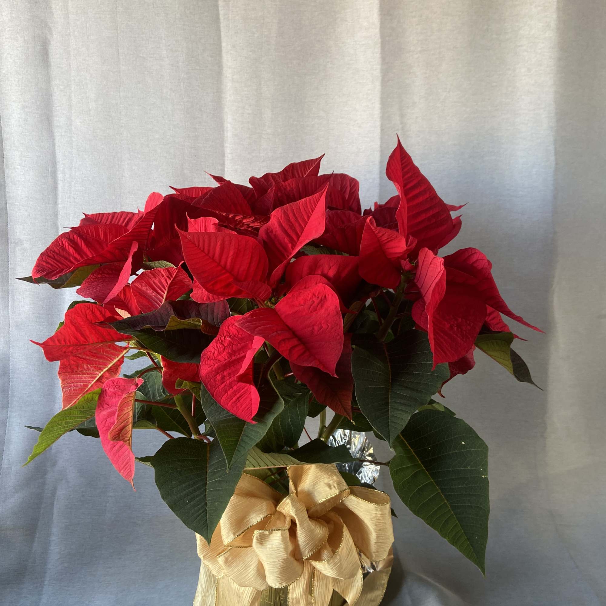 6.5" Red Poinsettias
These beautiful red poinsettias are huge and gorgeous! Fill your