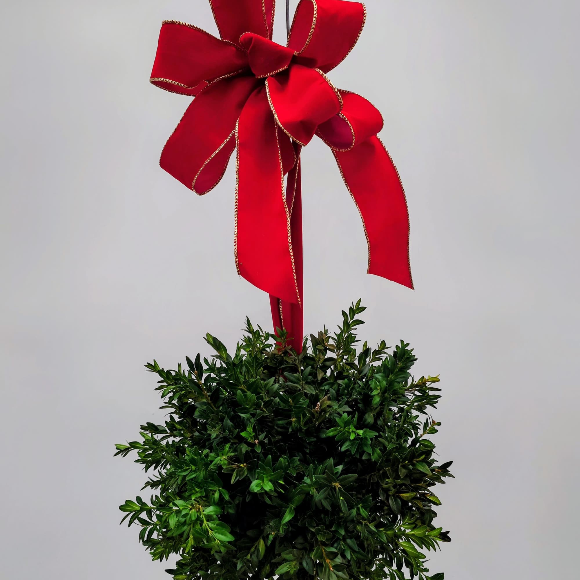 Add timeless holiday charm to your home with our fresh Boxwood Kissing