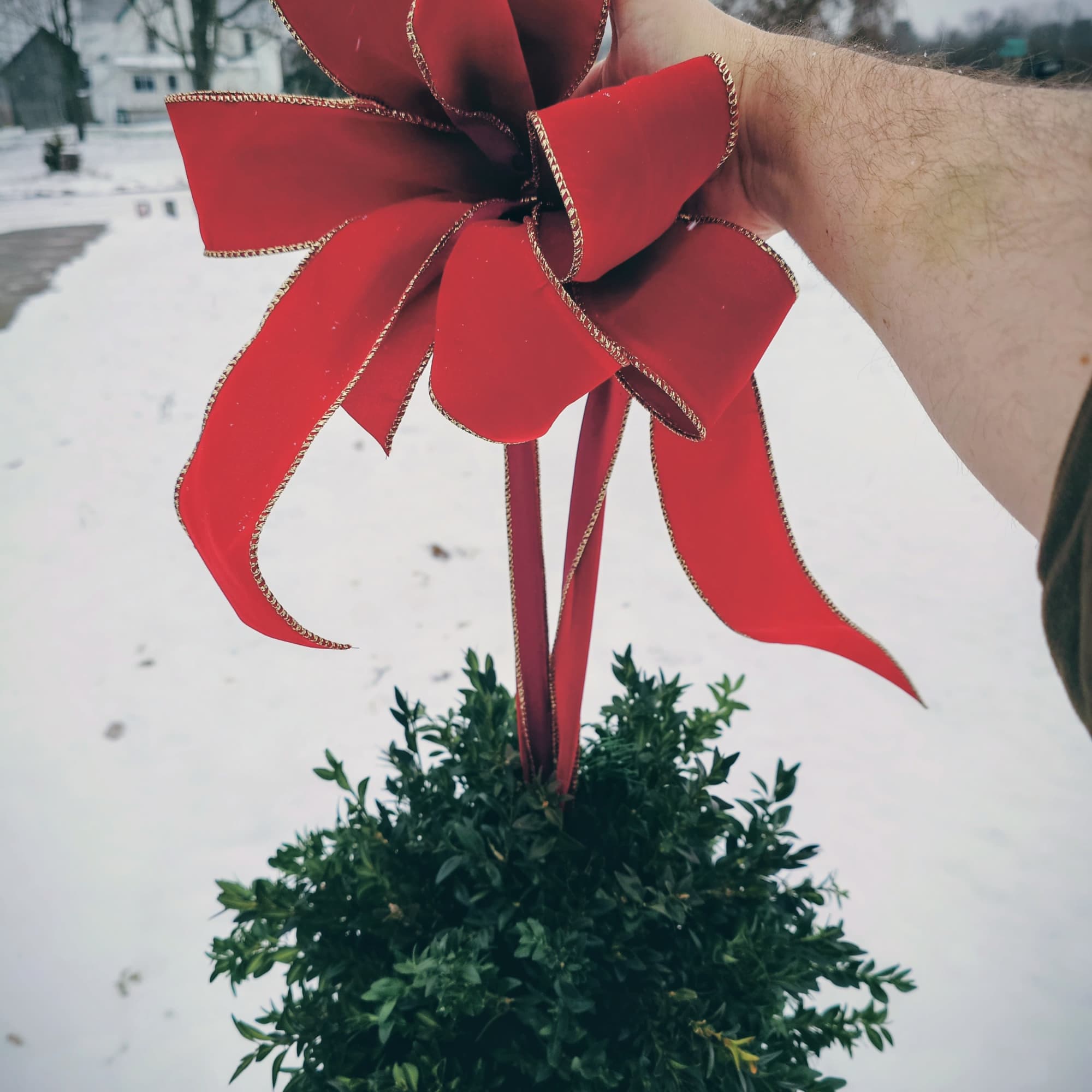 Add timeless holiday charm to your home with our fresh Boxwood Kissing