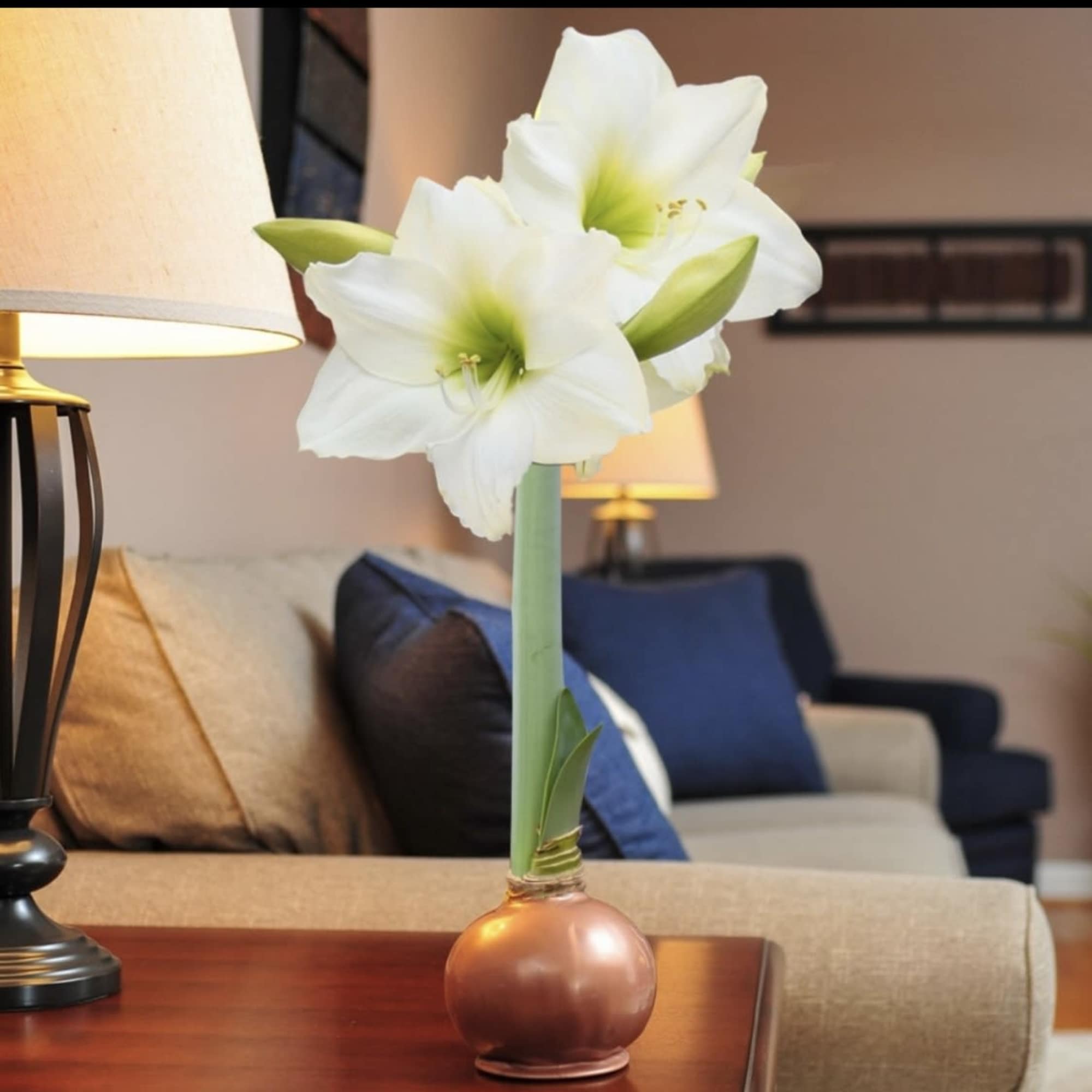 Wax covered Amaryllis bulb.  In time the bulb will bloom with