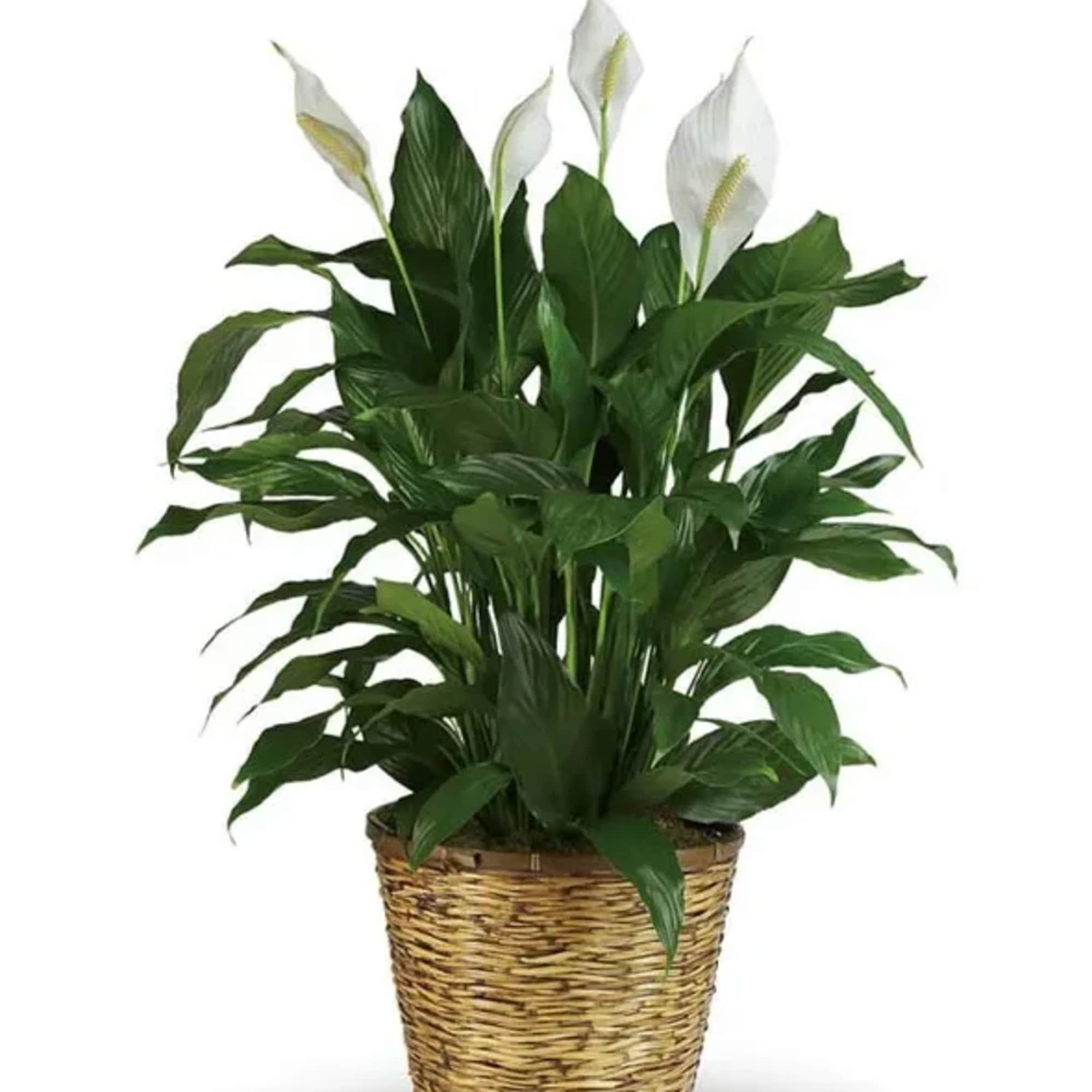 Celebrate special occasions with the timeless beauty of the Peace Lily. Whether