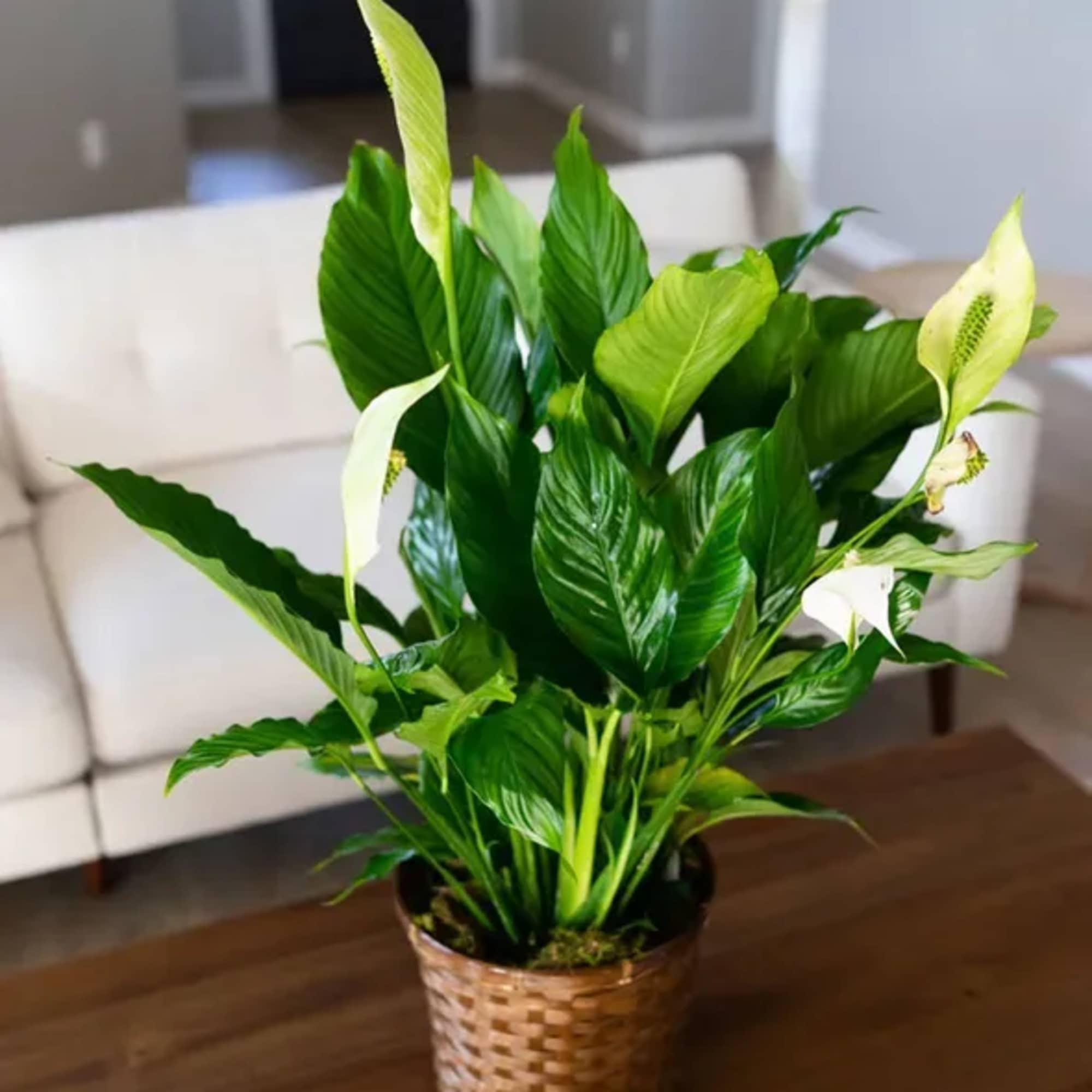 Celebrate special occasions with the timeless beauty of the Peace Lily. Whether