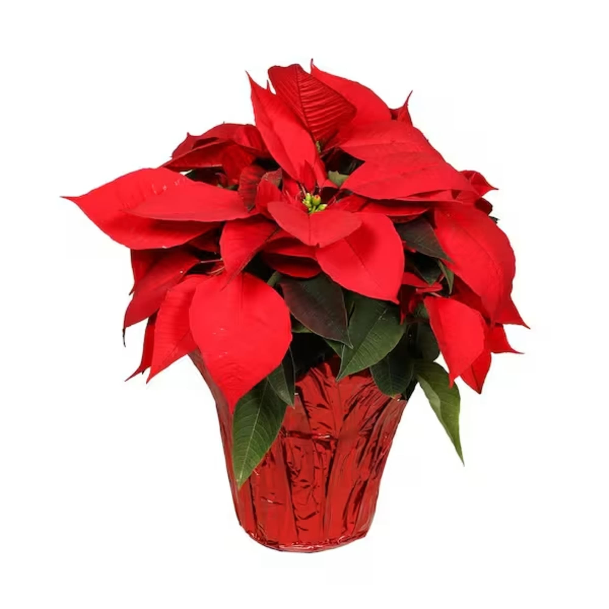 The red poinsettia has been a holiday favorite for generations&acirc;&brvbar;and for a