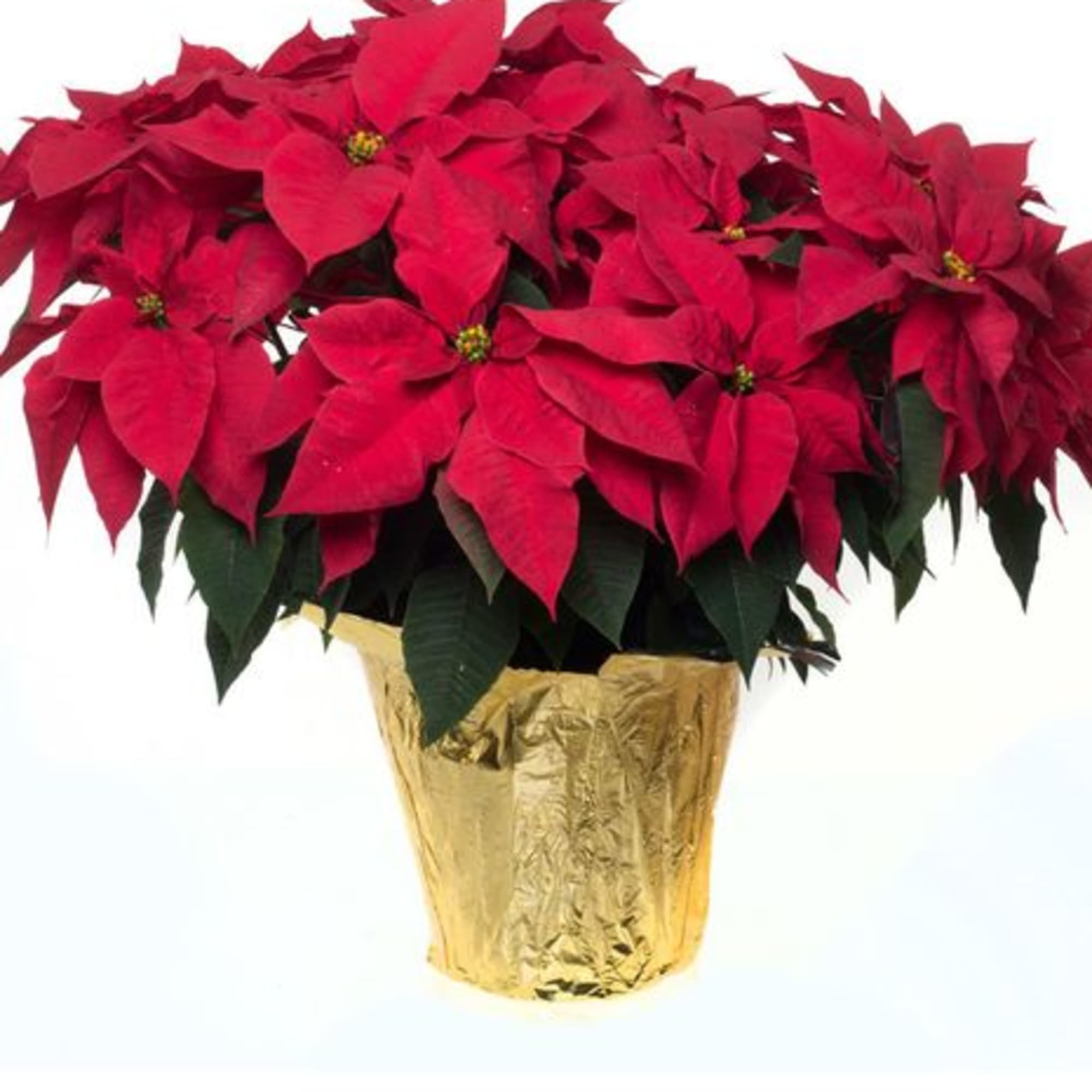 The red poinsettia has been a holiday favorite for generations&acirc;&brvbar;and for a