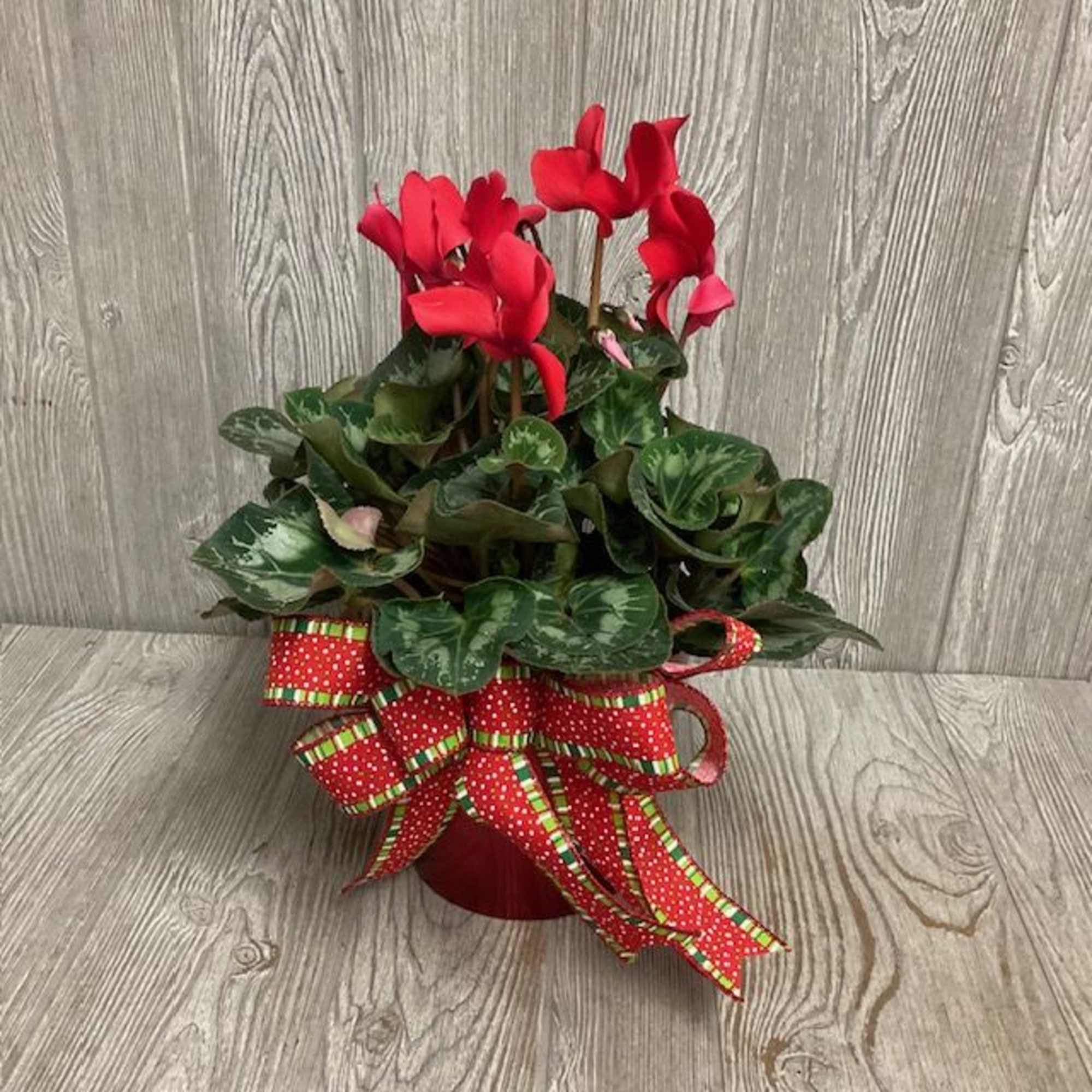 Flowering cyclamen plant available in red, white or pink.  