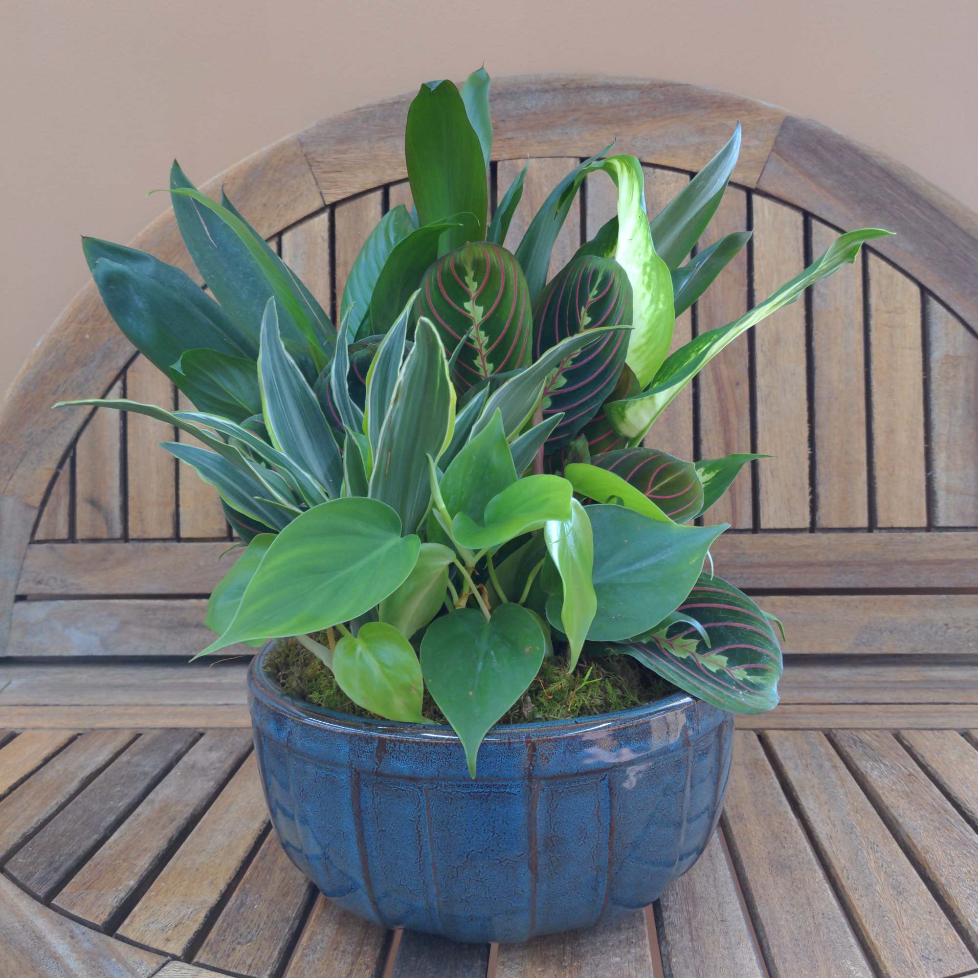  Dish Garden Ceramic in Container. Numerous Green Plants in A Ceramic