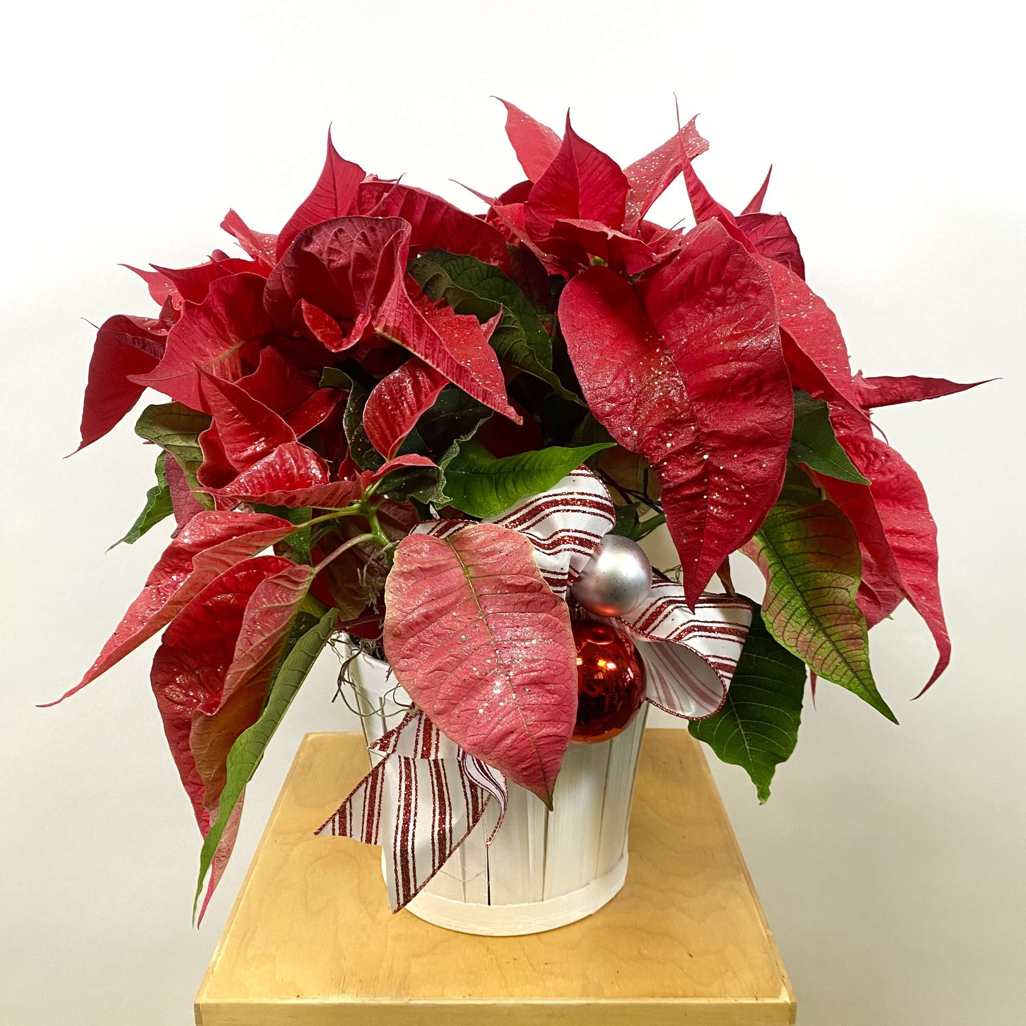 Poinsettia Plant arranged in a White Basket with Spanish Moss and a