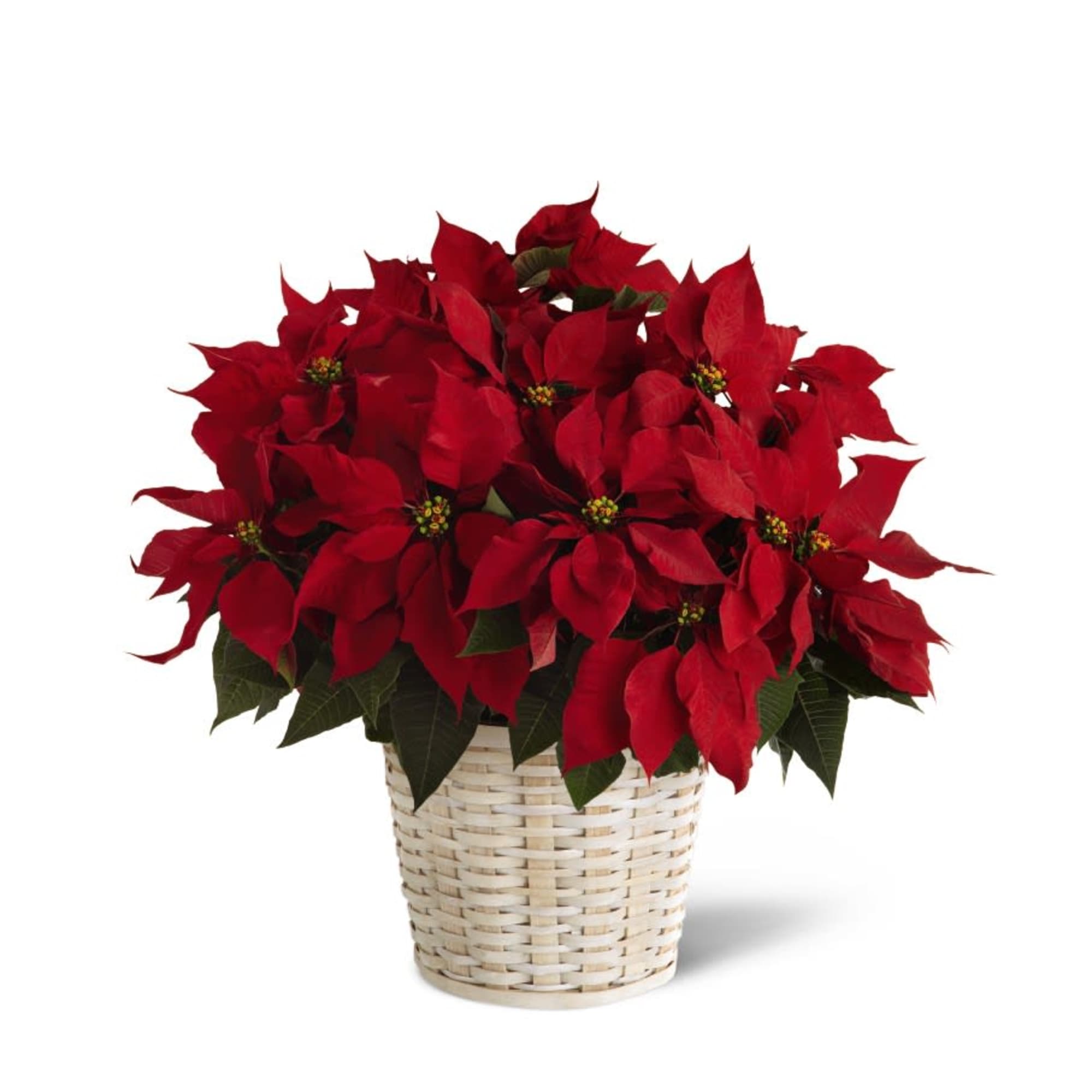 For the plant lover!  Available in at least 3 sizes. 