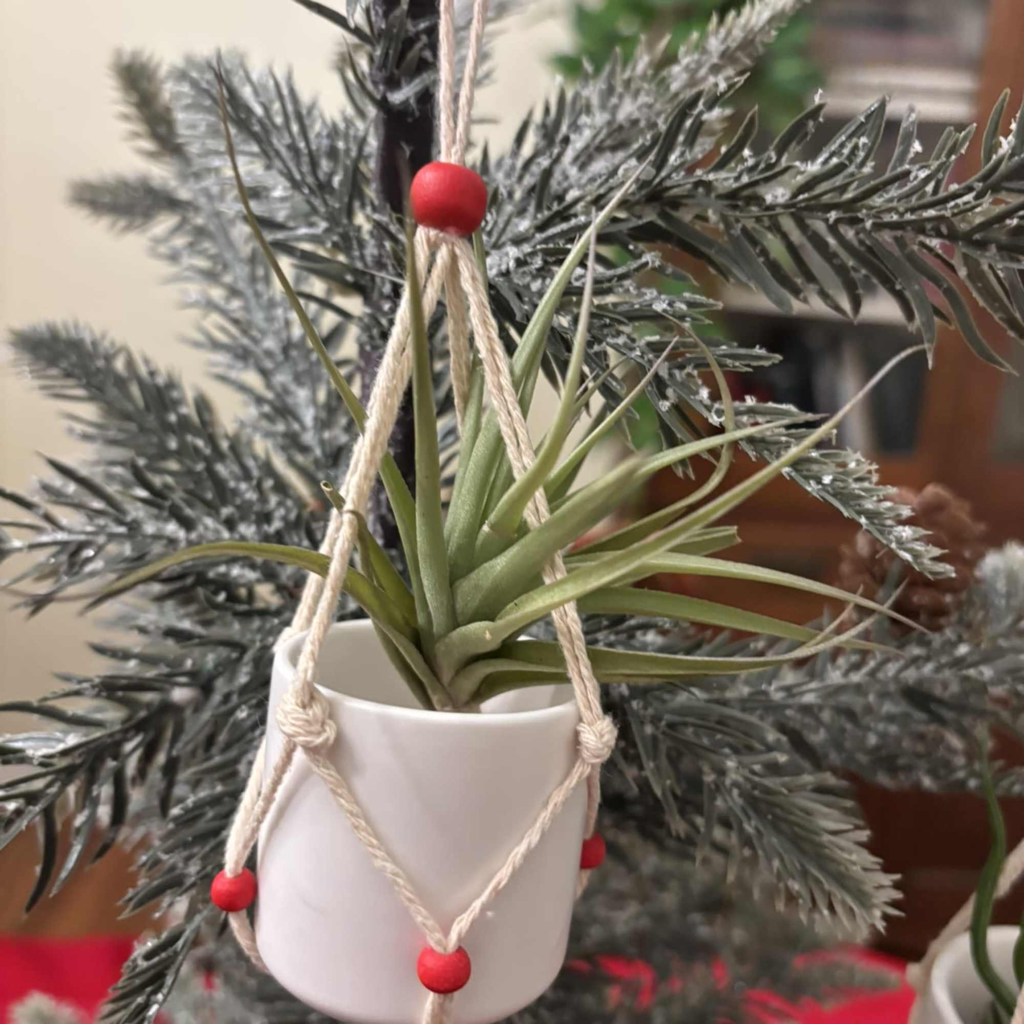 The perfect gift for the plant lover.  An air plant macrame