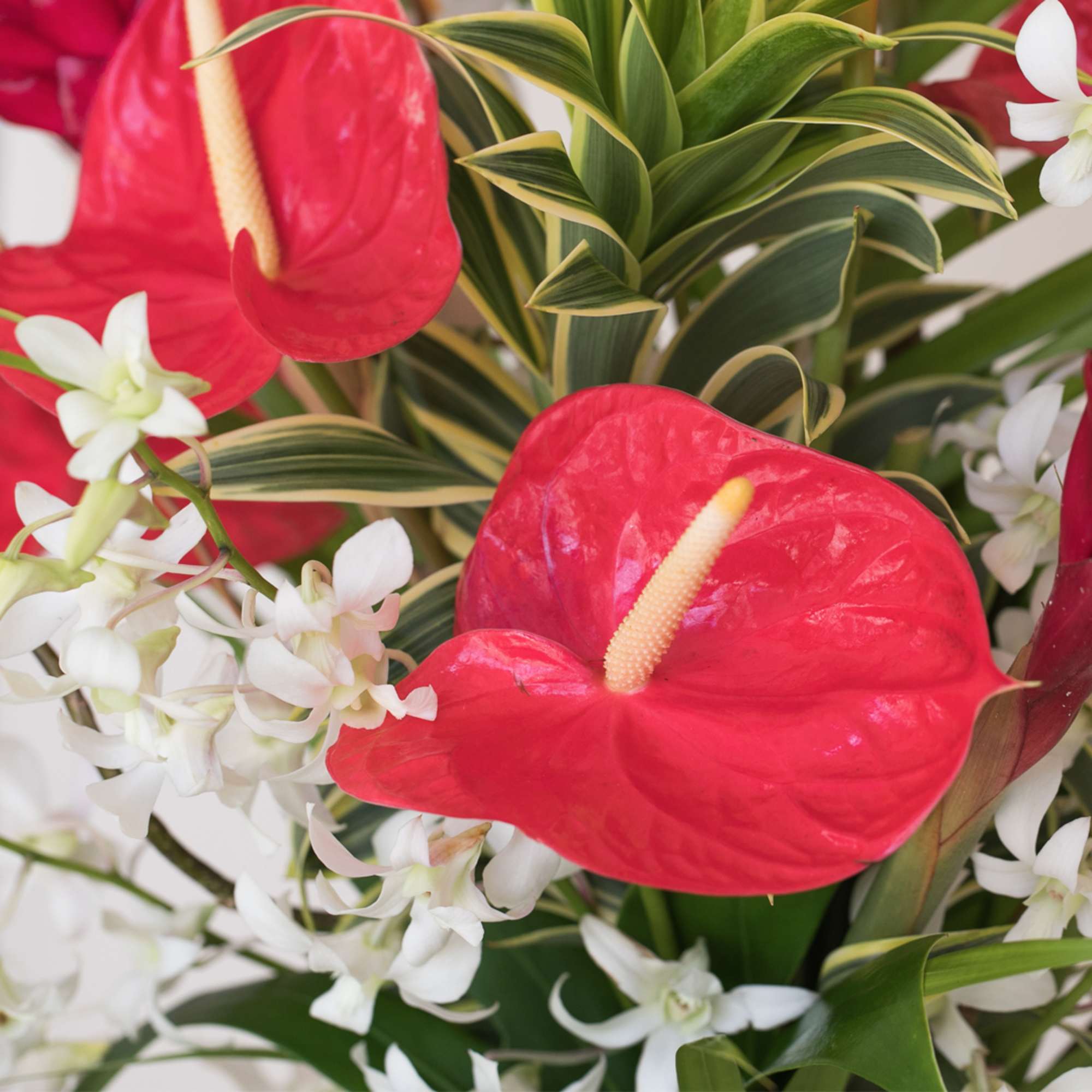 Transform any space into a vibrant paradise with our large and stunning