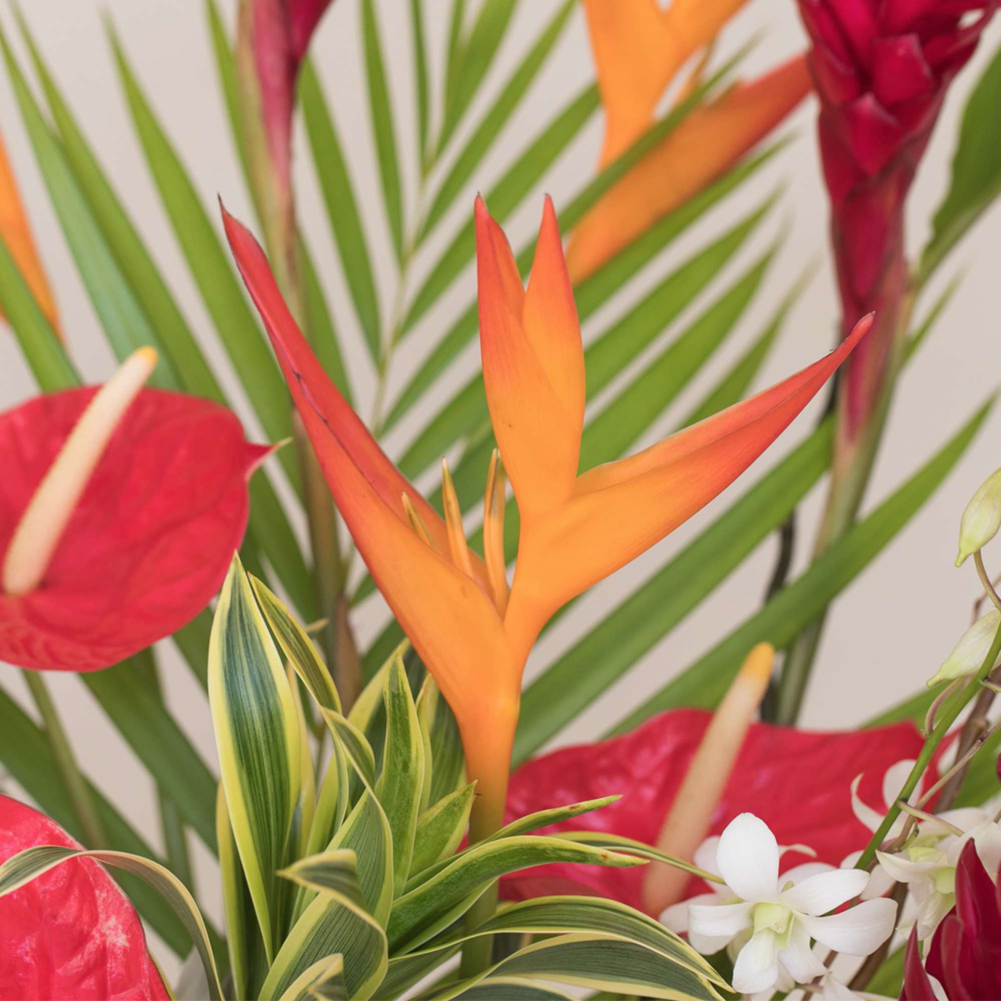 Transform any space into a vibrant paradise with our large and stunning