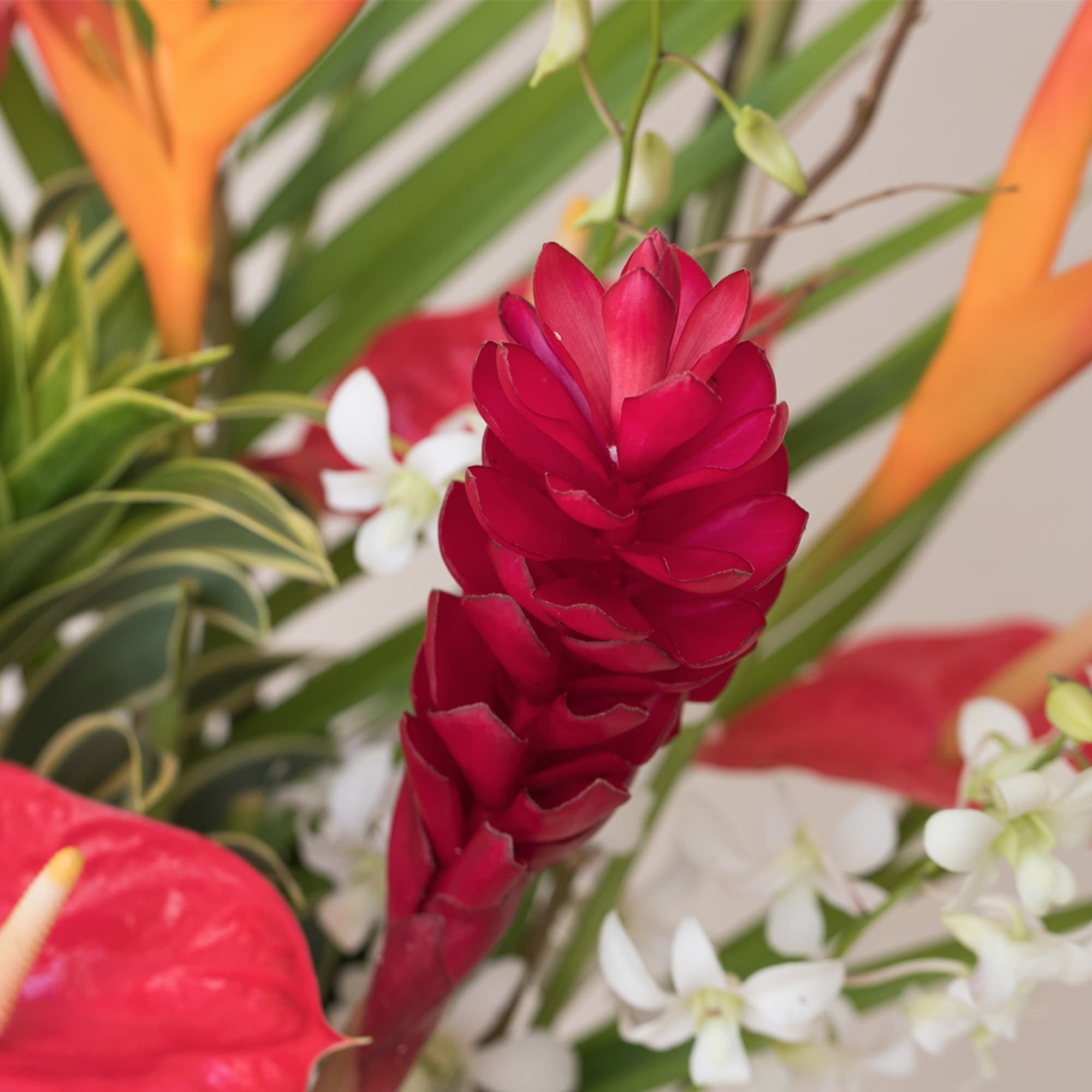 Transform any space into a vibrant paradise with our large and stunning