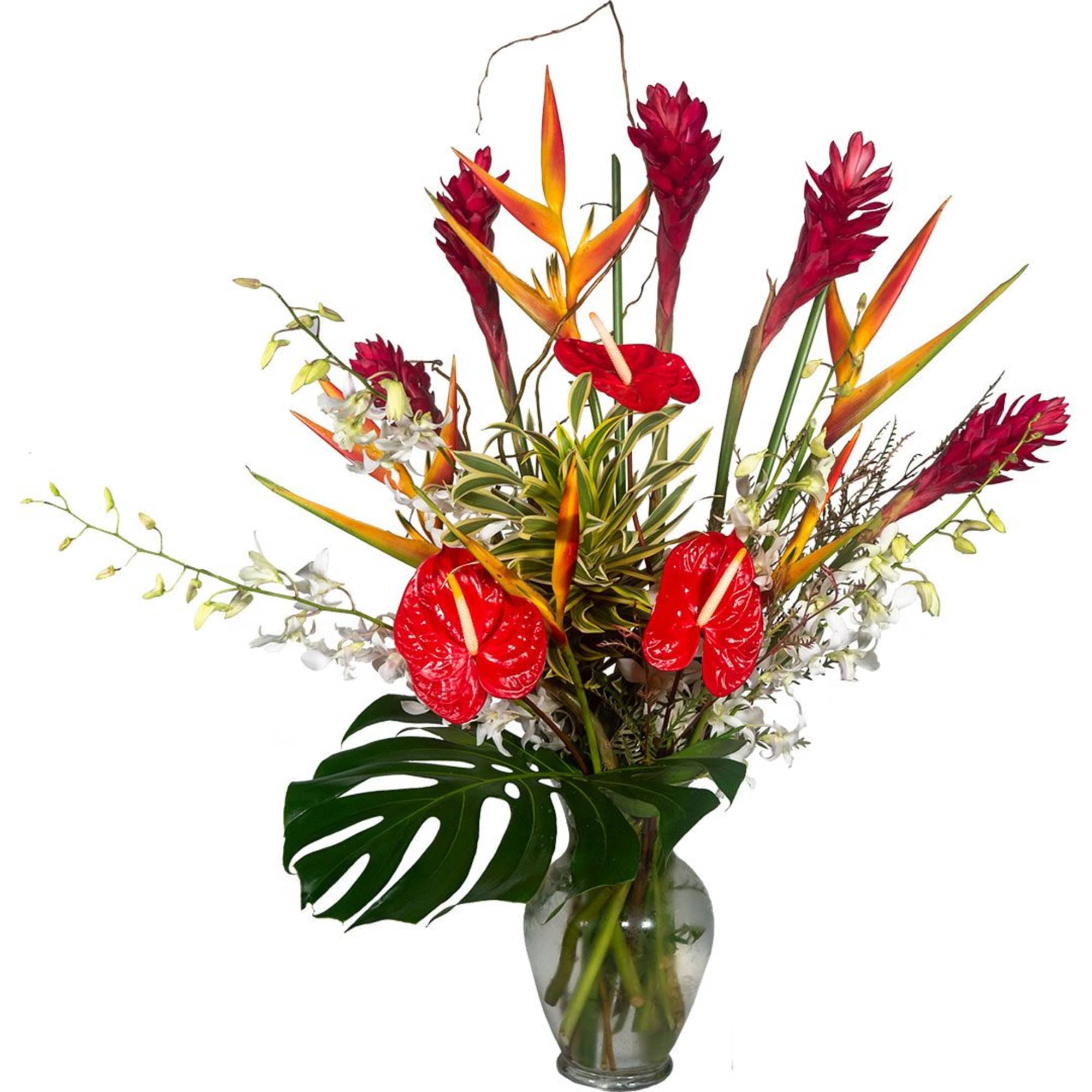 Transform any space into a vibrant paradise with our large and stunning