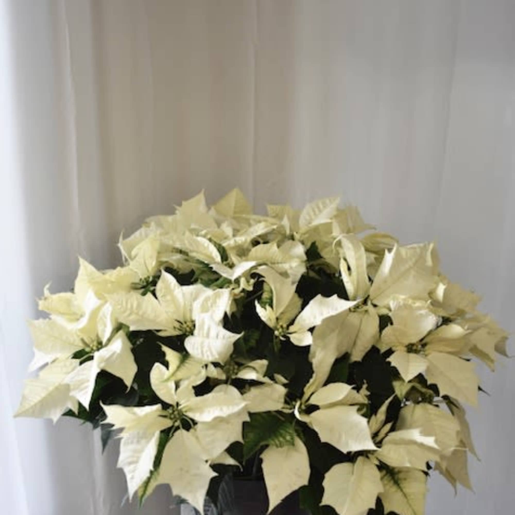 This Wintery White Poinsettia is the perfect indoor plant to send to