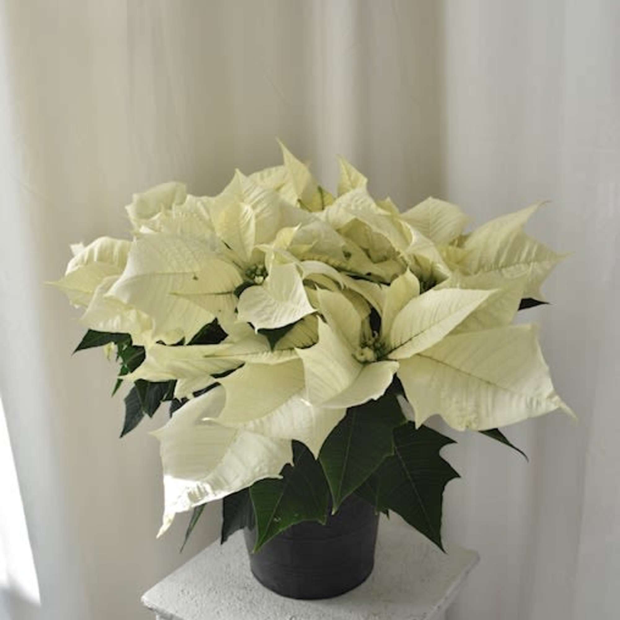 This Wintery White Poinsettia is the perfect indoor plant to send to