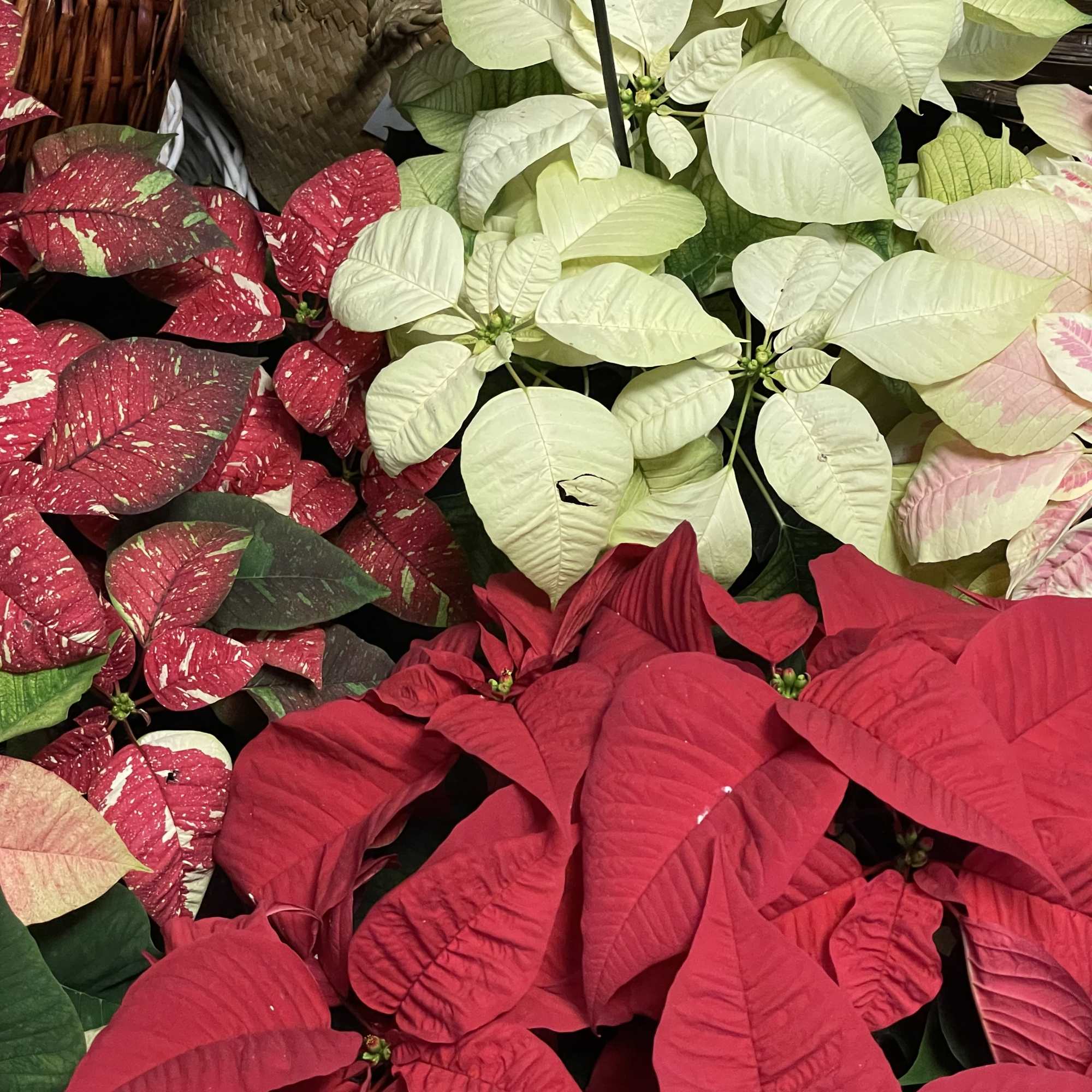 Our beautiful poinsettias are a great way to enjoy the beauty of