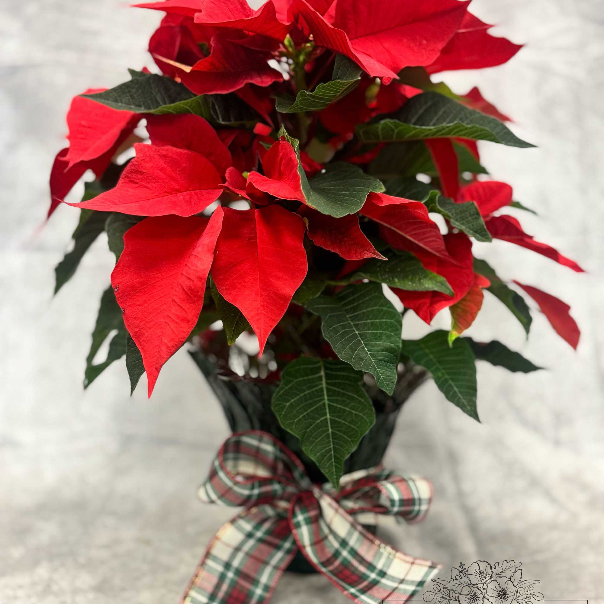 Bring timeless holiday beauty to your home with this stunning 6&quot; Poinsettia