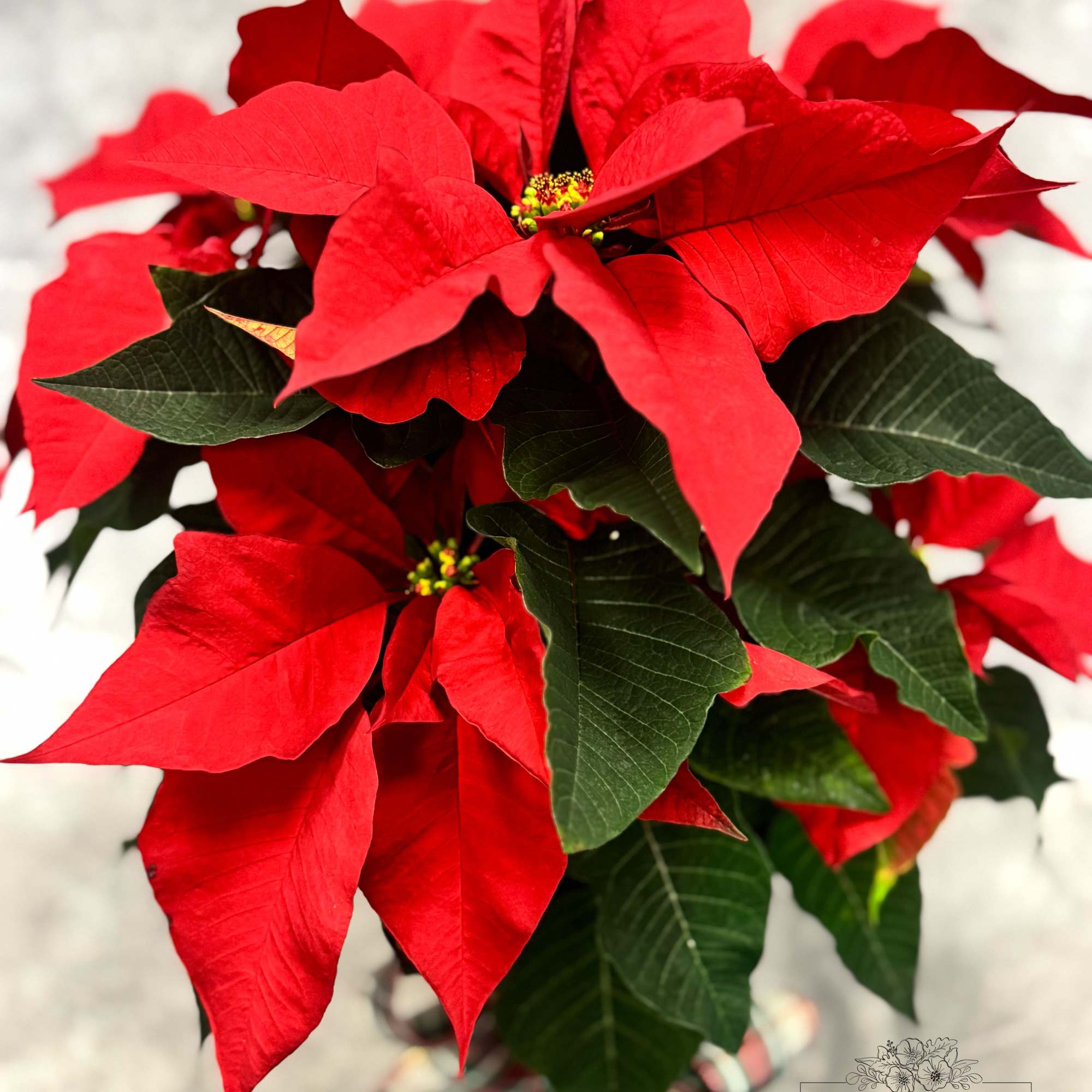 Bring timeless holiday beauty to your home with this stunning 6&quot; Poinsettia