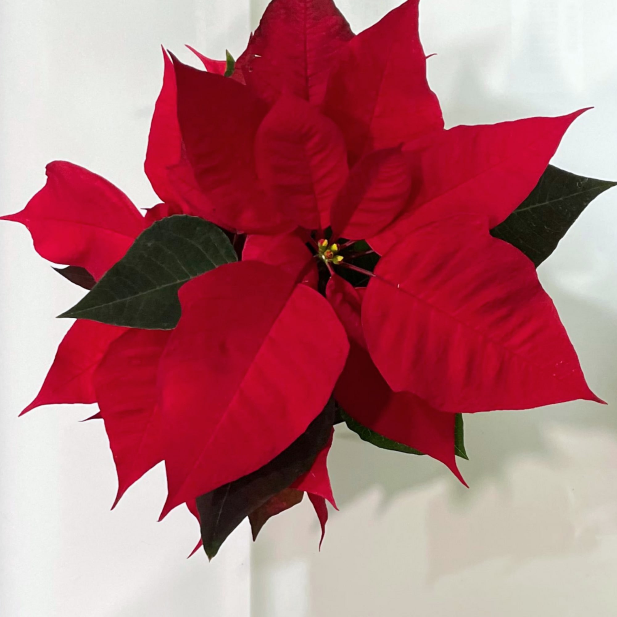 Tis the season to decorate your home with this festive plant.