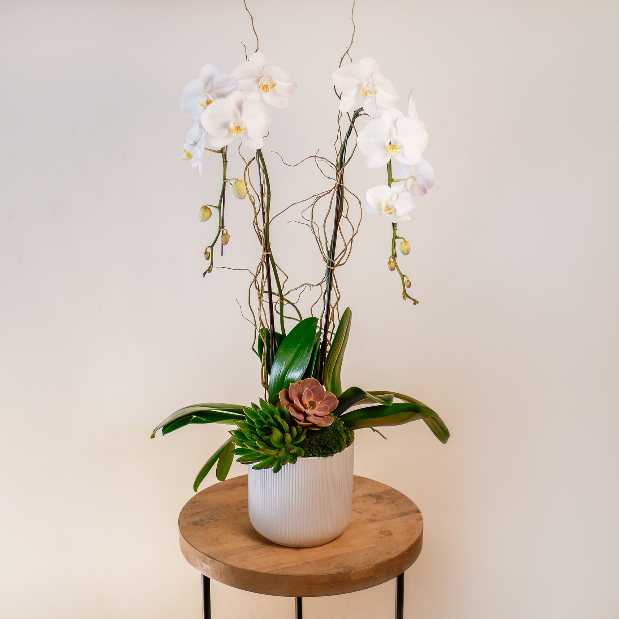 This luxurious arrangement features two beautiful white cascading orchids with curly willow