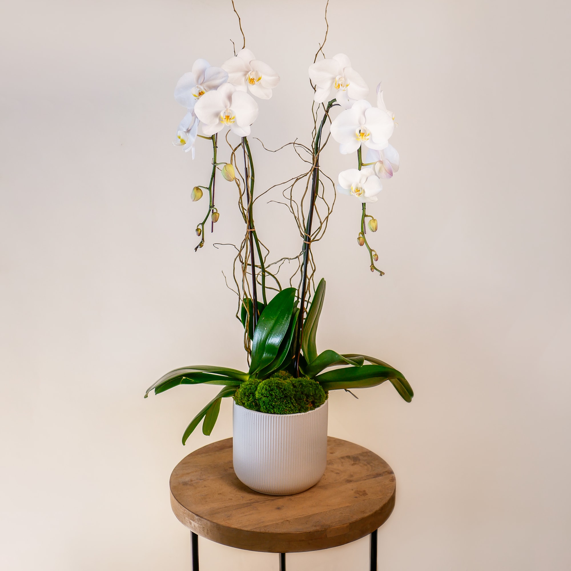 This luxurious arrangement features two beautiful white cascading orchids with curly willow