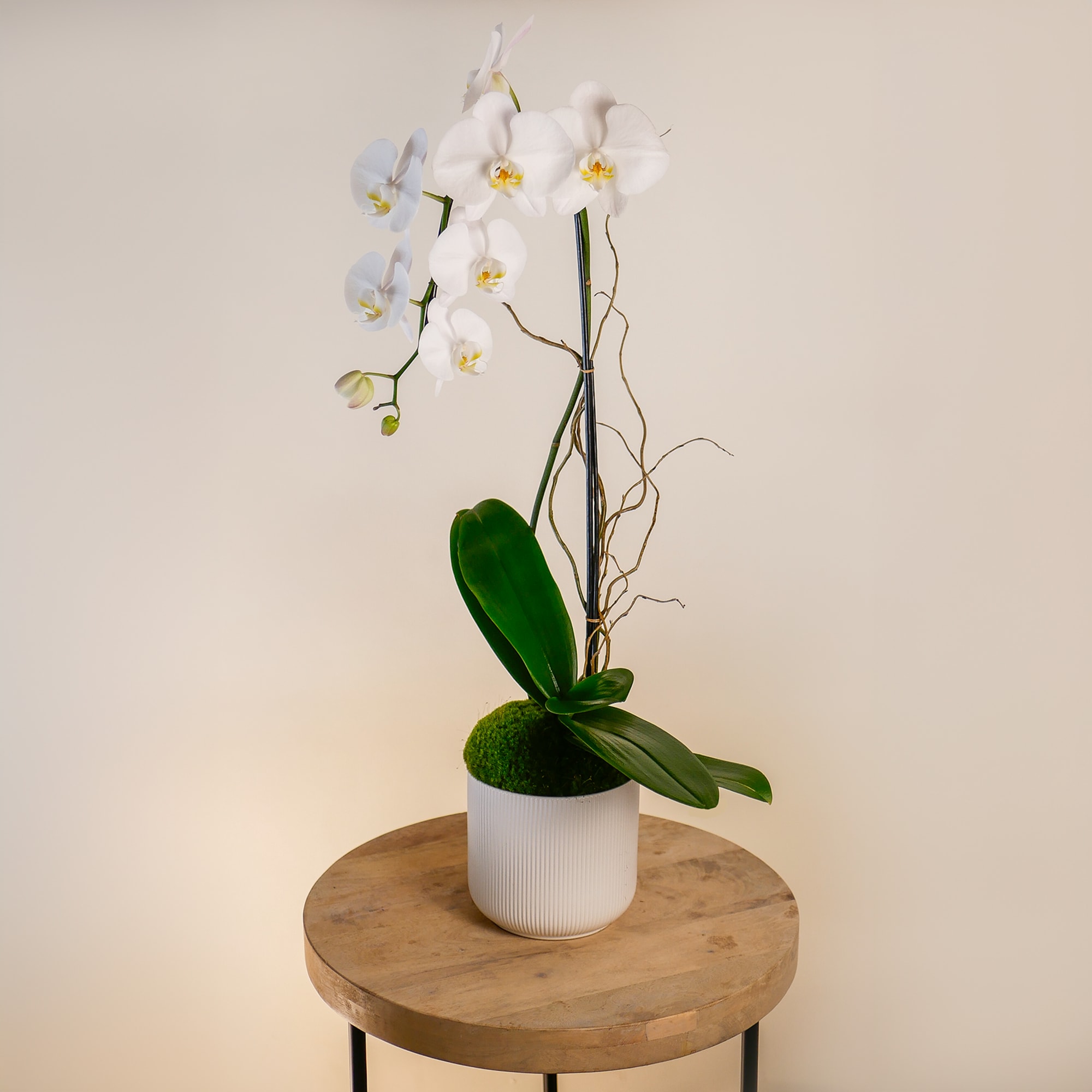 This arrangement features a white single-stem cascading orchid in a white ceramic