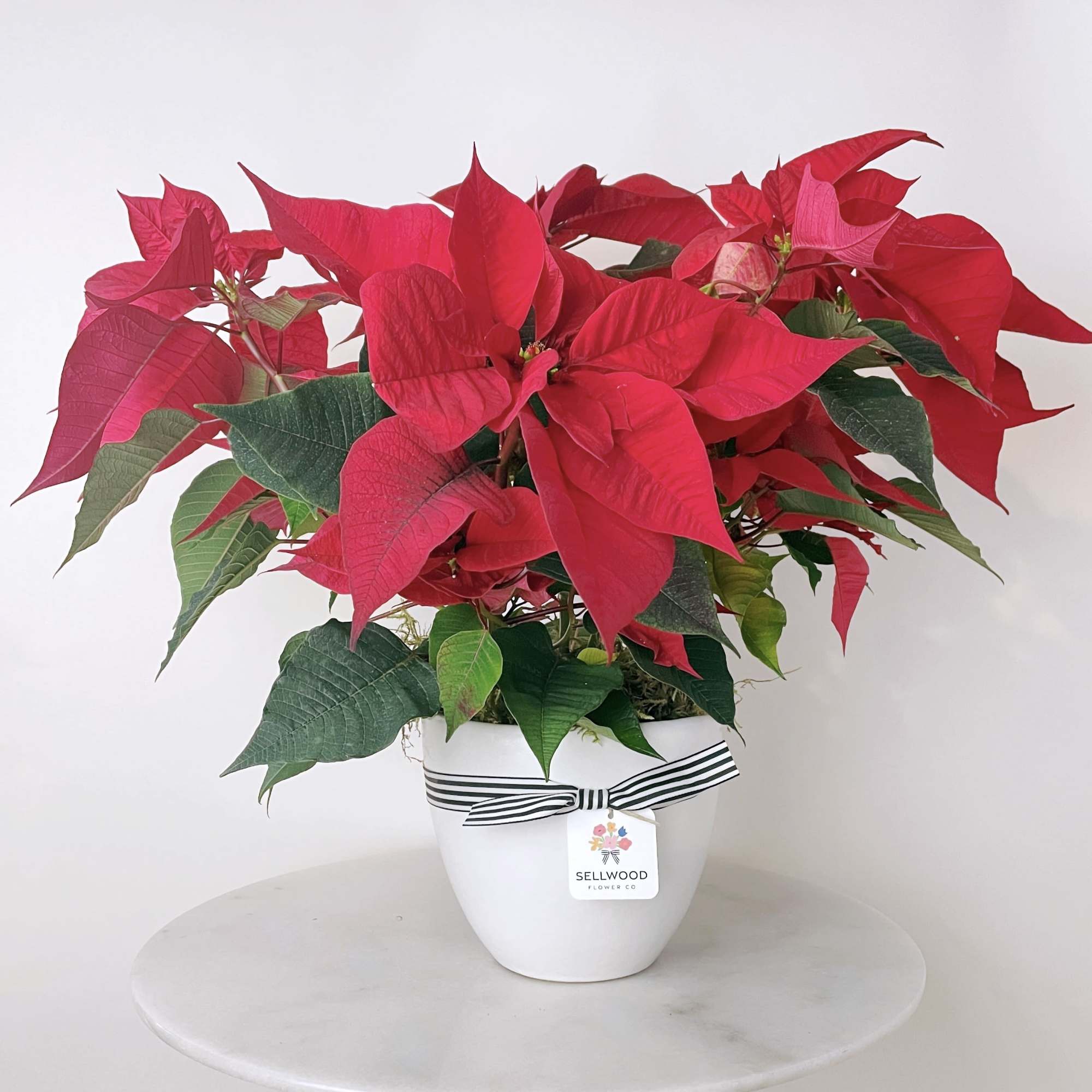 Nothing says holidays like a gorgeous poinsettia in your home! The Standard