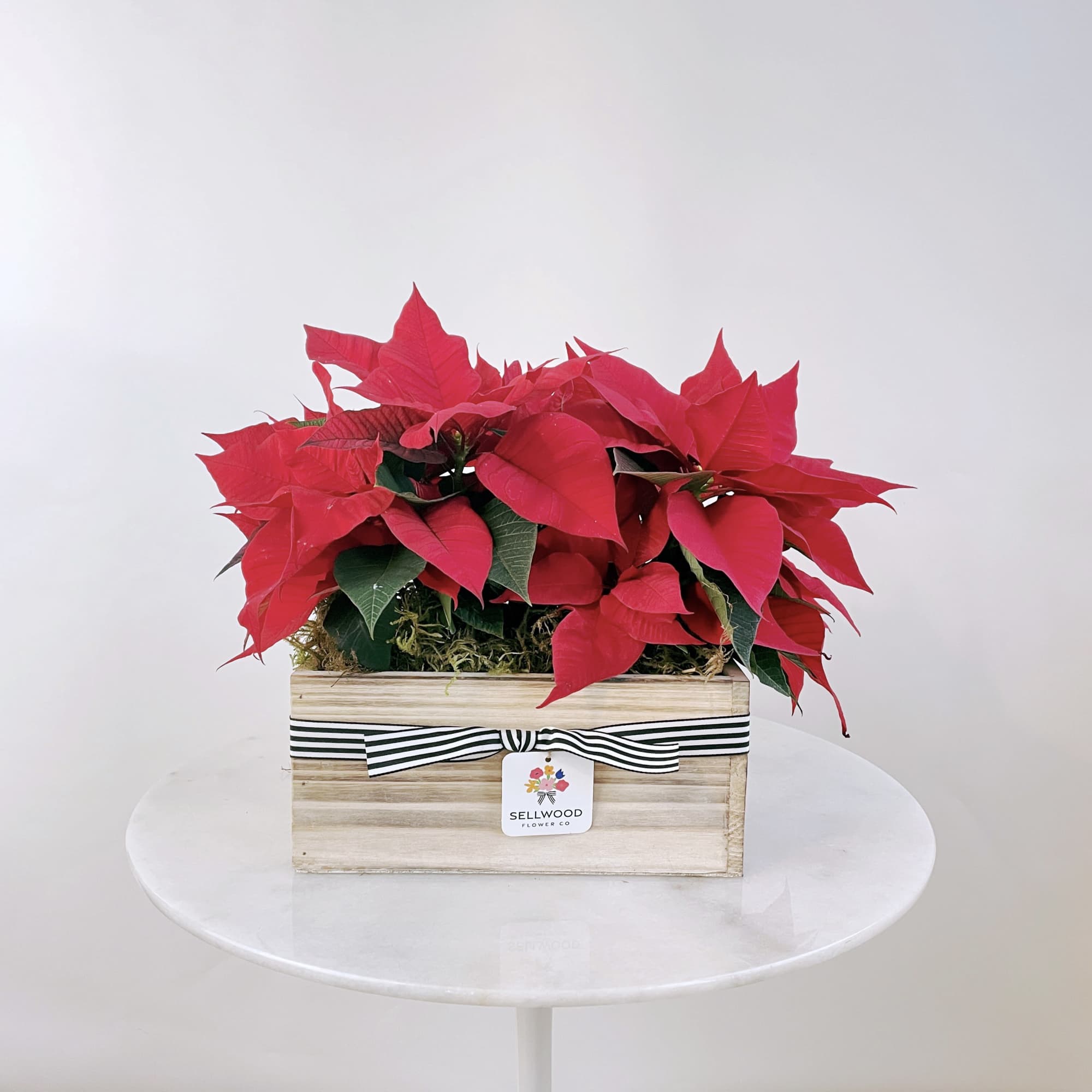 Nothing says holidays like a gorgeous poinsettia in your home! The Standard