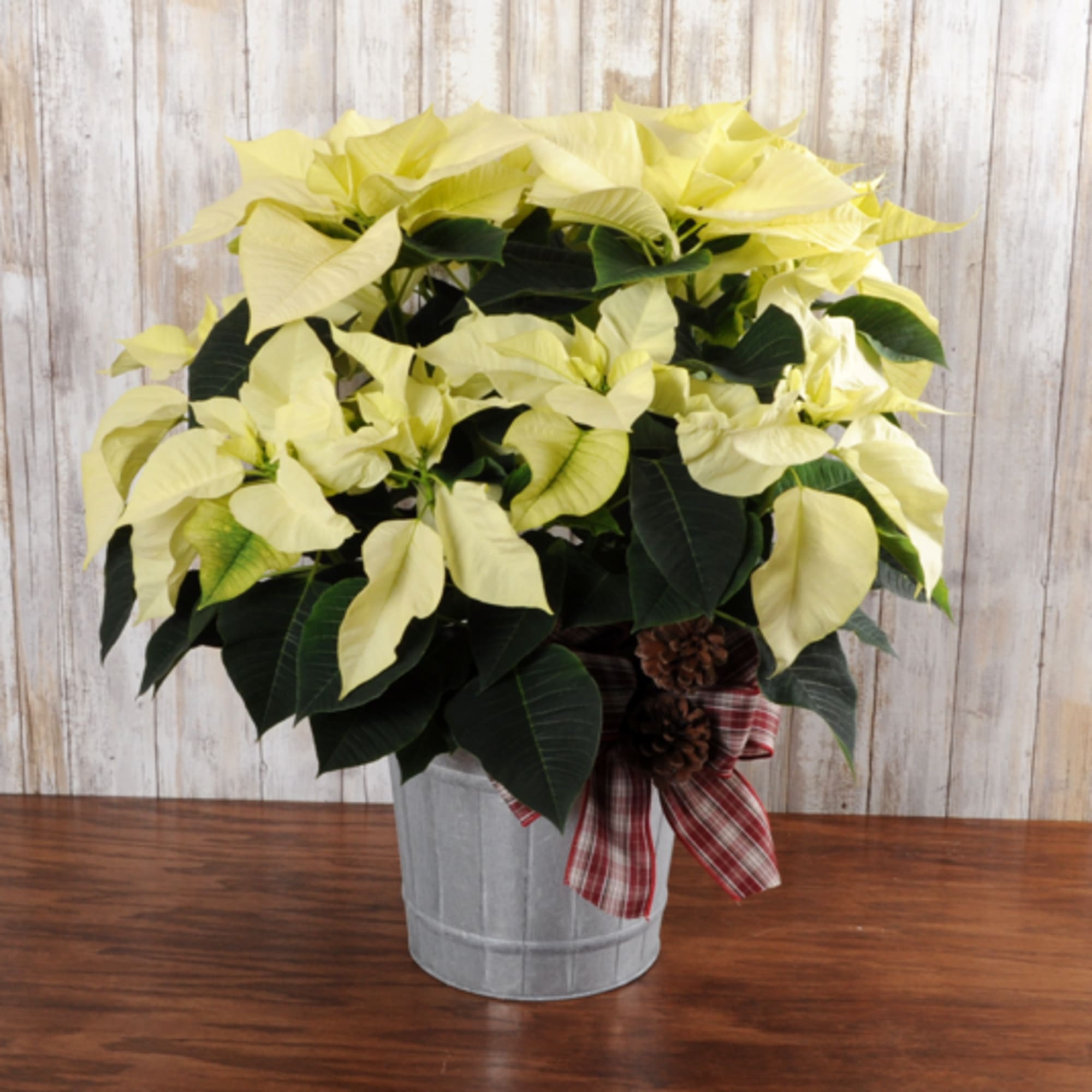 A gorgeous white poinsettia arrives in a tin container ready for the