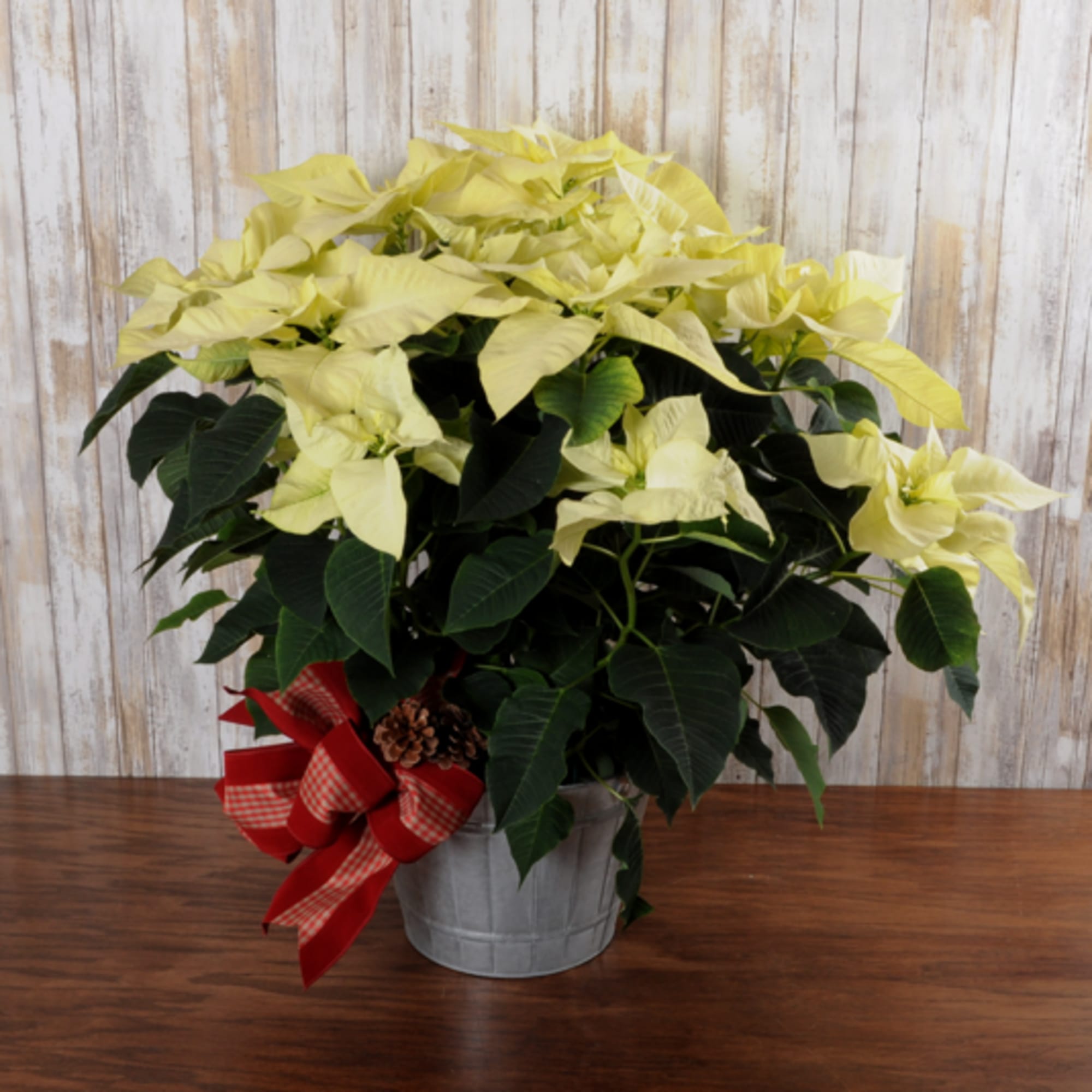 A gorgeous white poinsettia arrives in a tin container ready for the