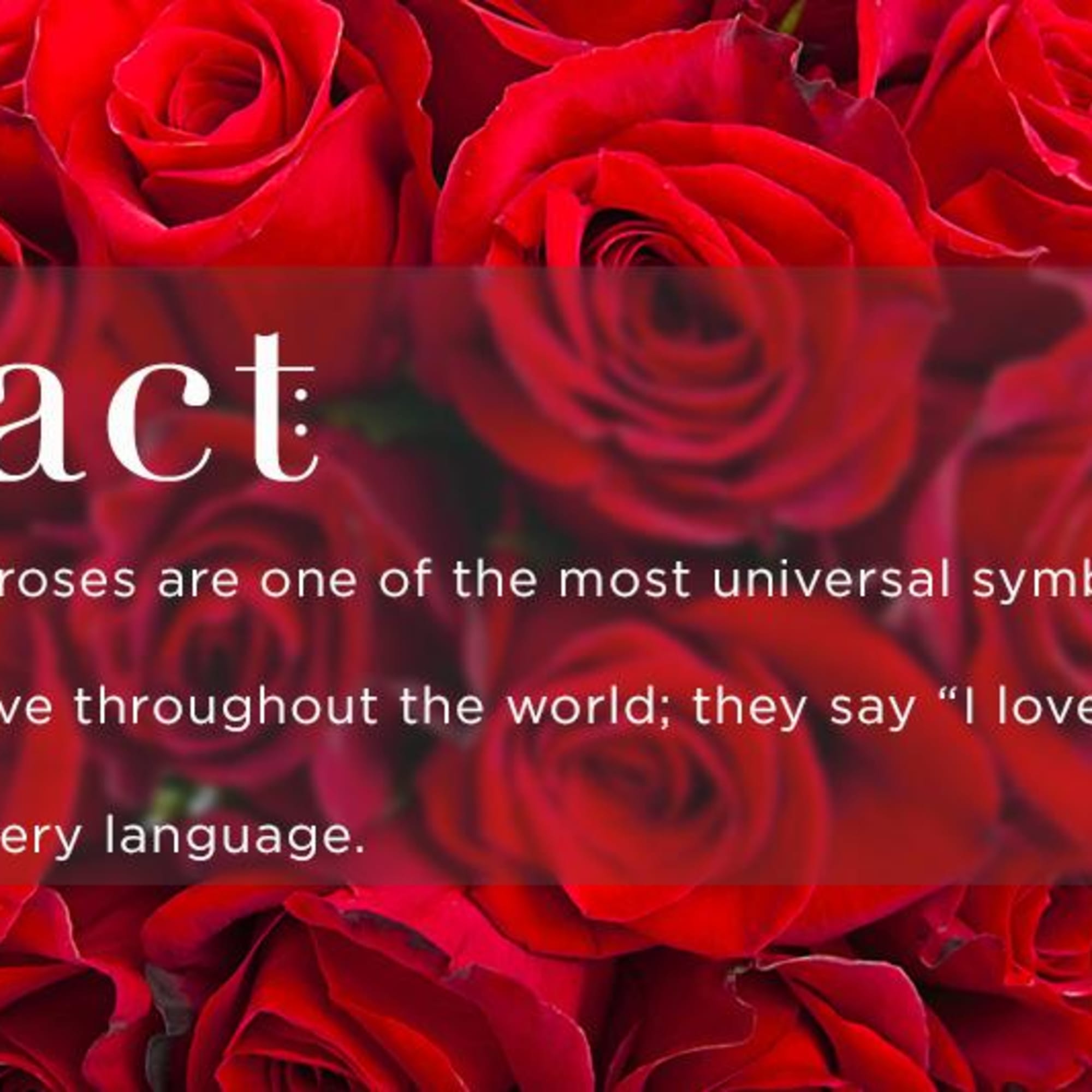 4 Dozen Premium Red Roses
Our premium red roses are an elegant surprise