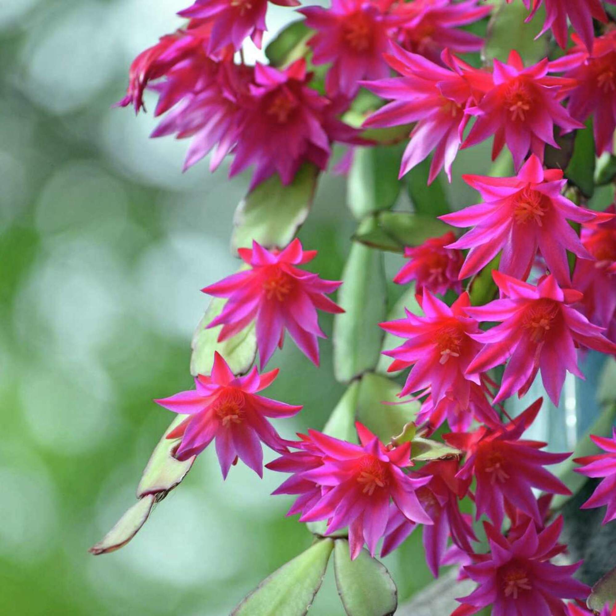 Whether it&#039;s blooming in the Spring or in the Winter, these long