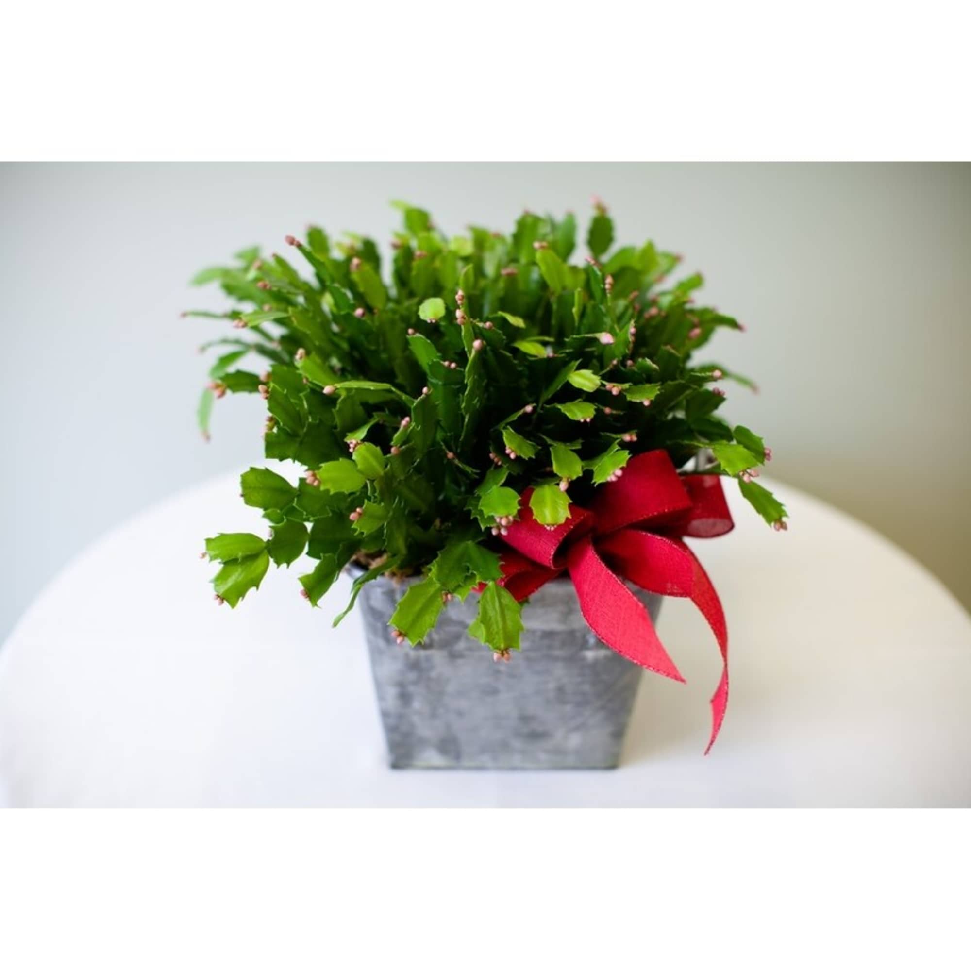 Bring holiday cheer to someone with this Christmas Cactus! This is a