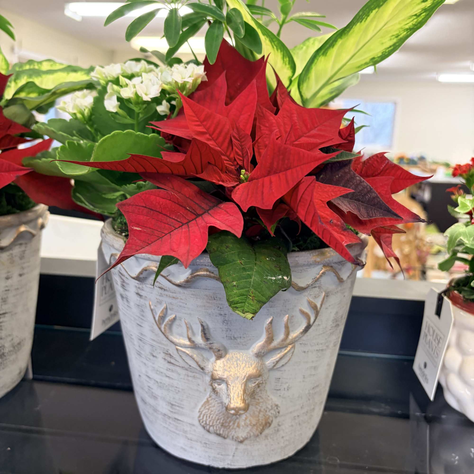 For all the plant lovers this holiday season,  beautifu dish gardens