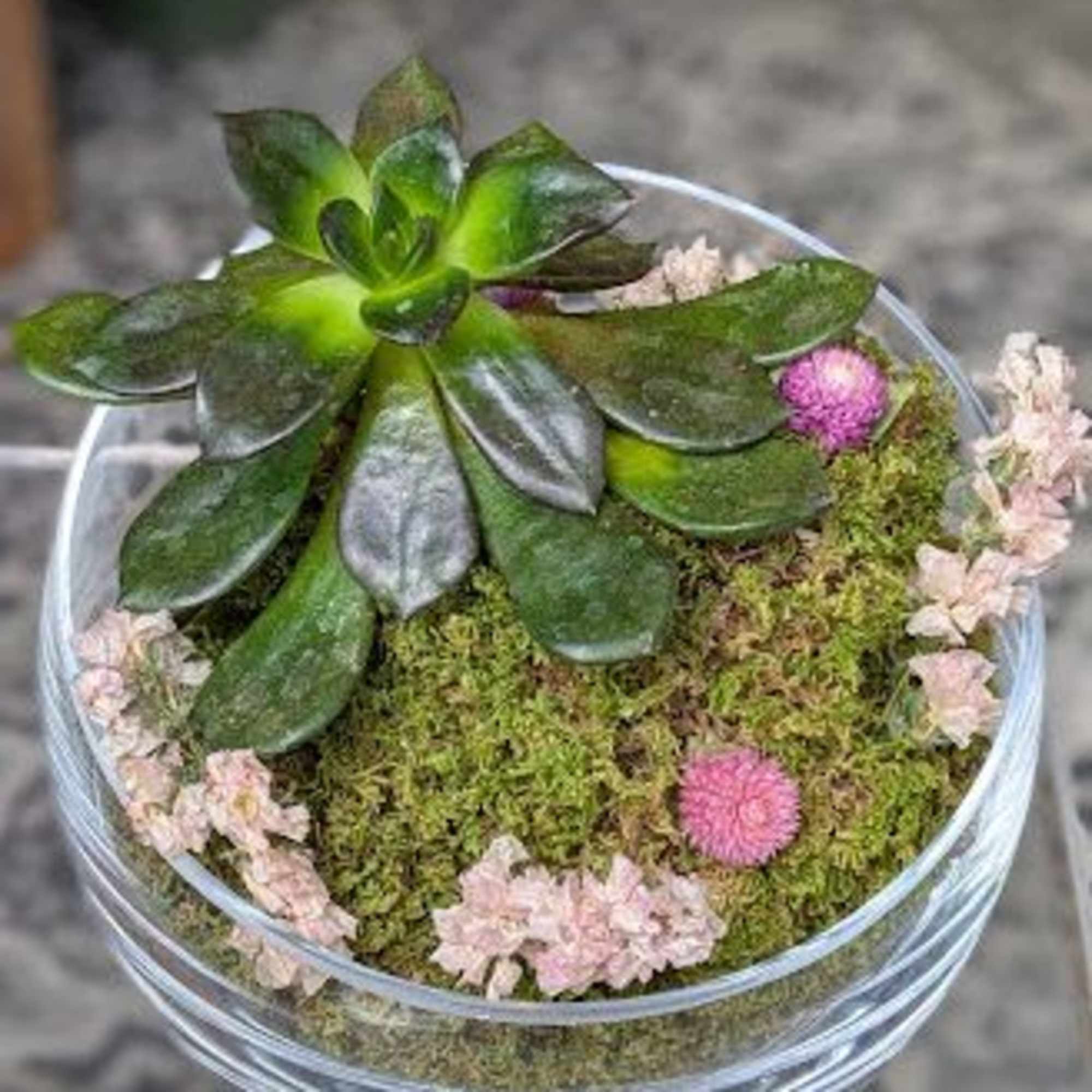 Clear Glass Bowl with Moss and 4&quot; Succulent.
Succulent will Vary depending on