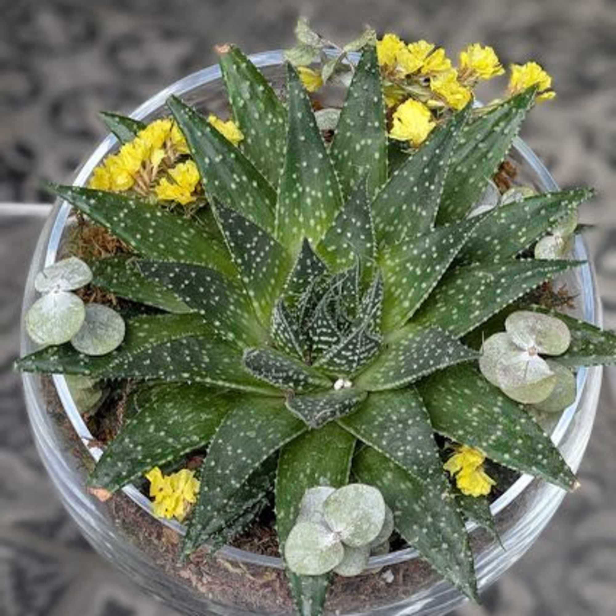 Clear Glass Bowl with Moss and 4&quot; Succulent.
Succulent will Vary depending on