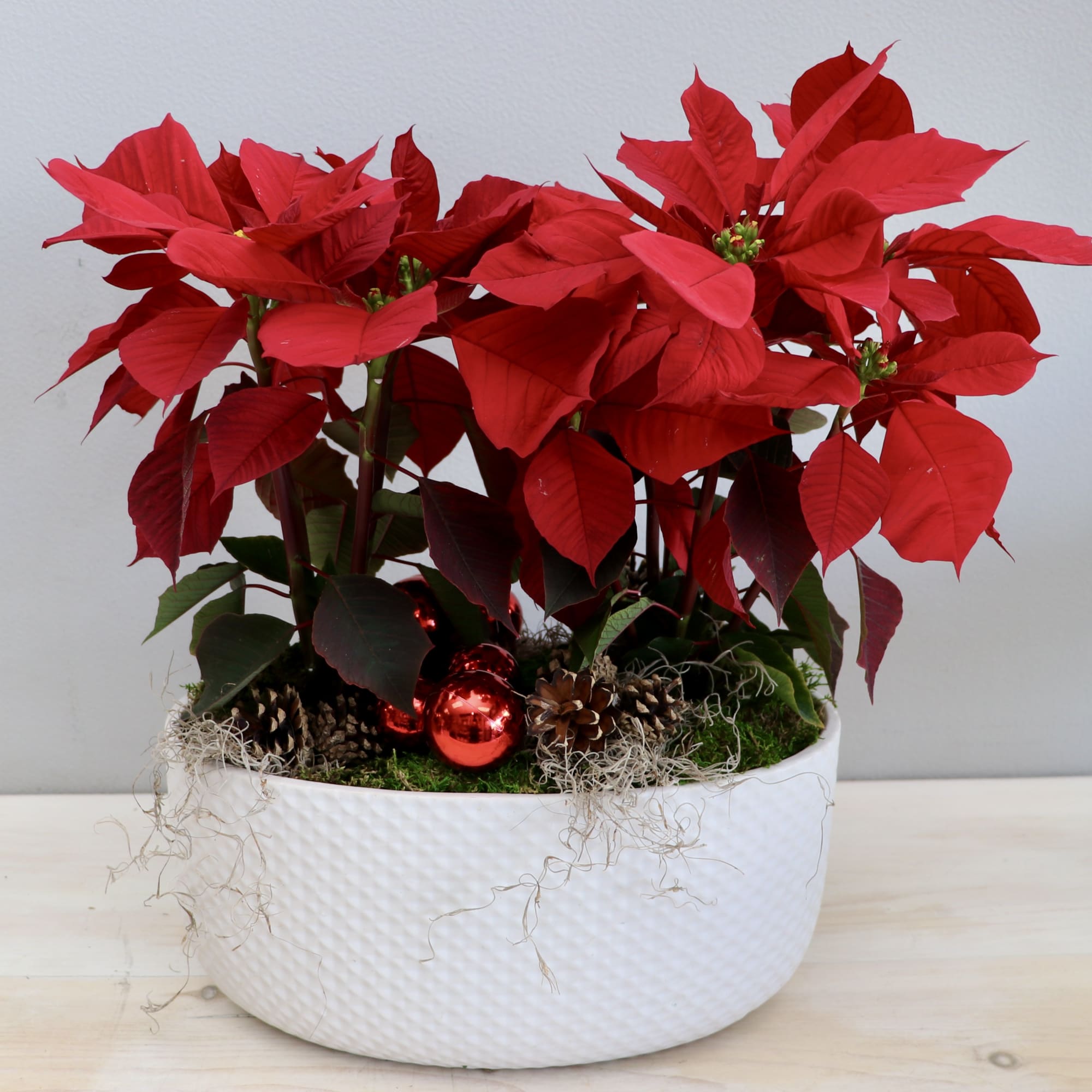 A beautiful poinsettia arranged in an one of a kind ceramic vase.