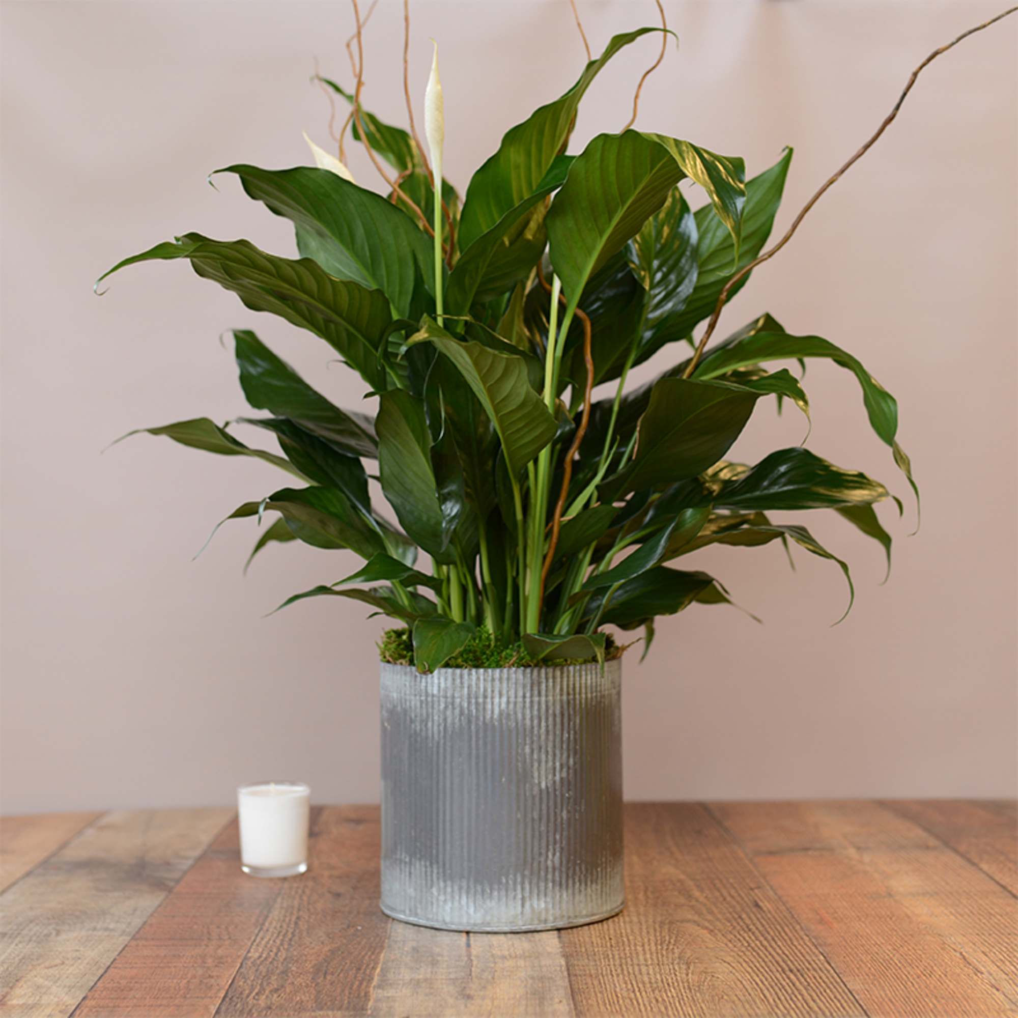 6"  potted Peace Lily in a modern container.  (pot selection