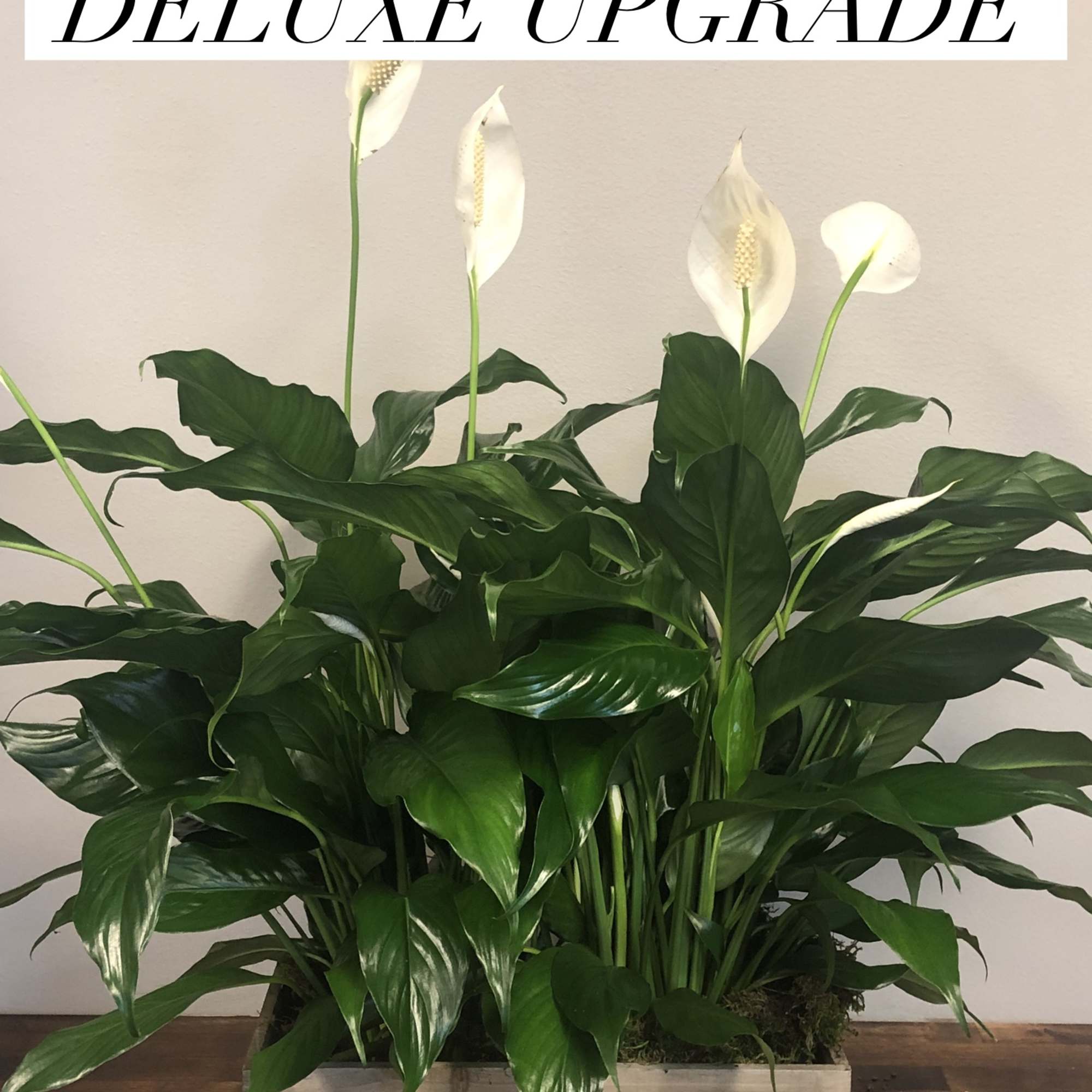 6"  potted Peace Lily in a modern container.  (pot selection