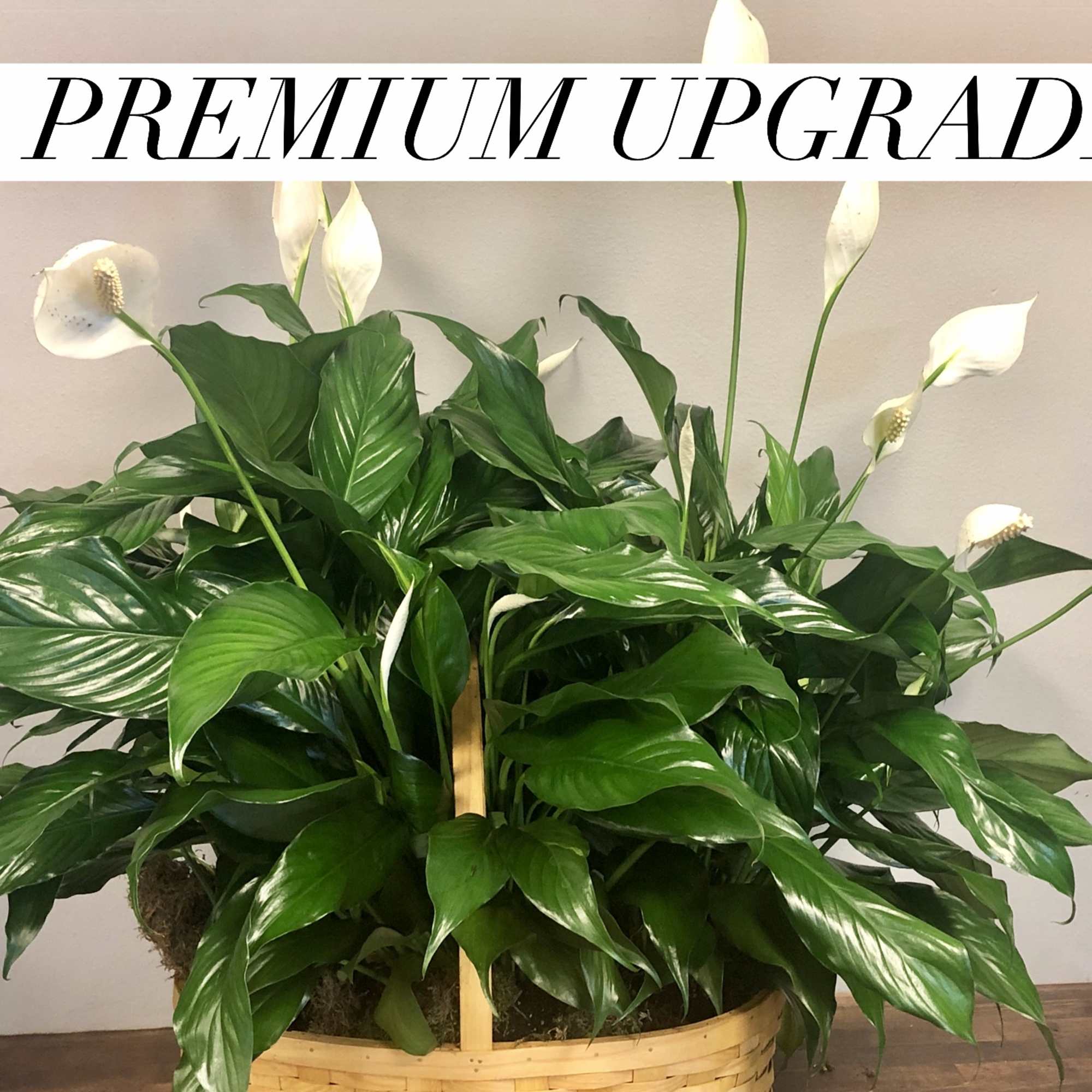6"  potted Peace Lily in a modern container.  (pot selection