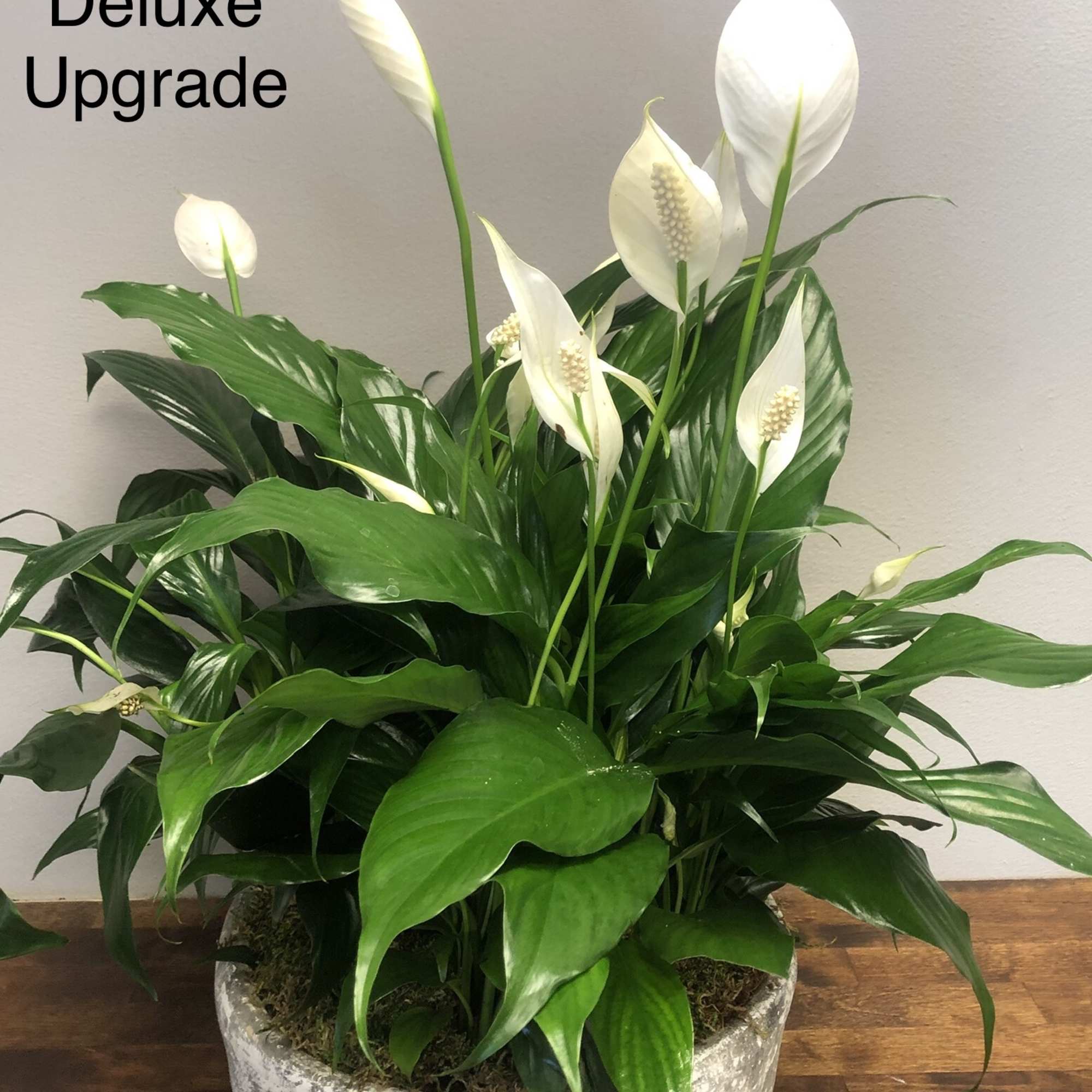 6"  potted Peace Lily in a modern container.  (pot selection