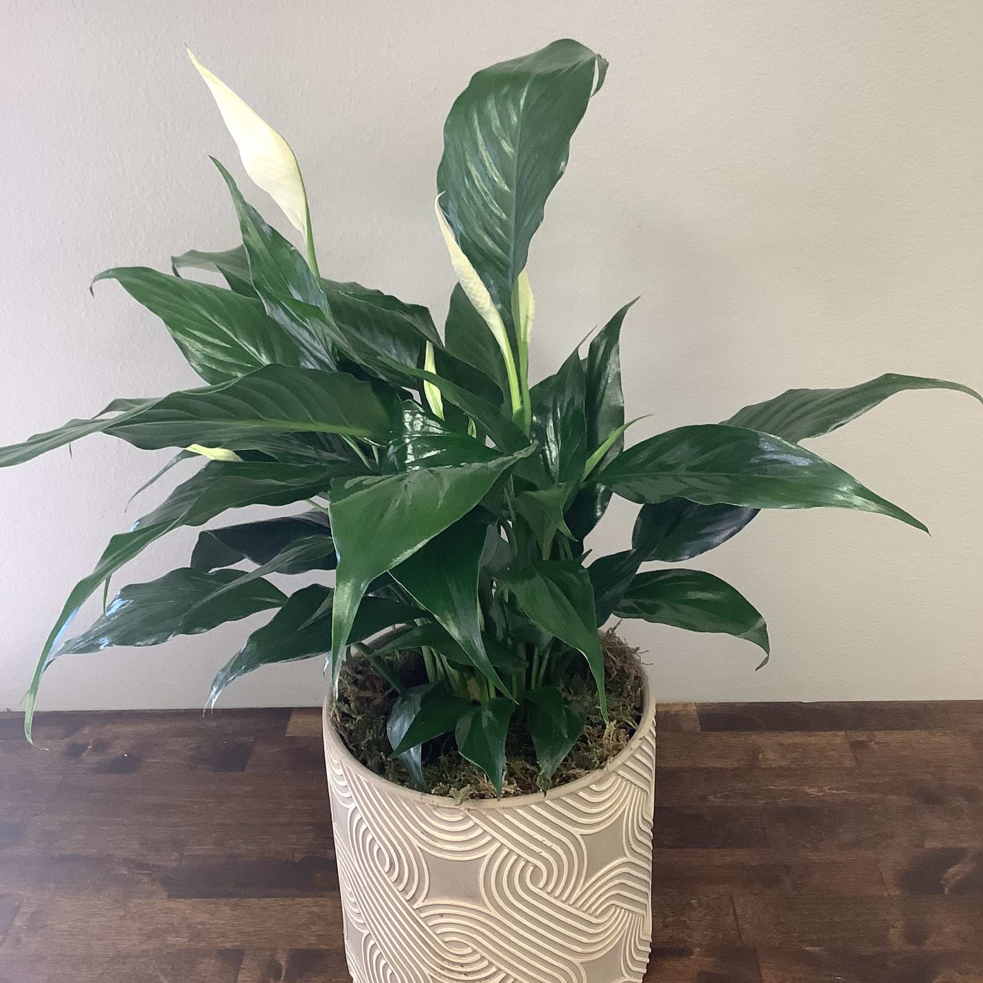 6"  potted Peace Lily in a modern container.  (pot selection