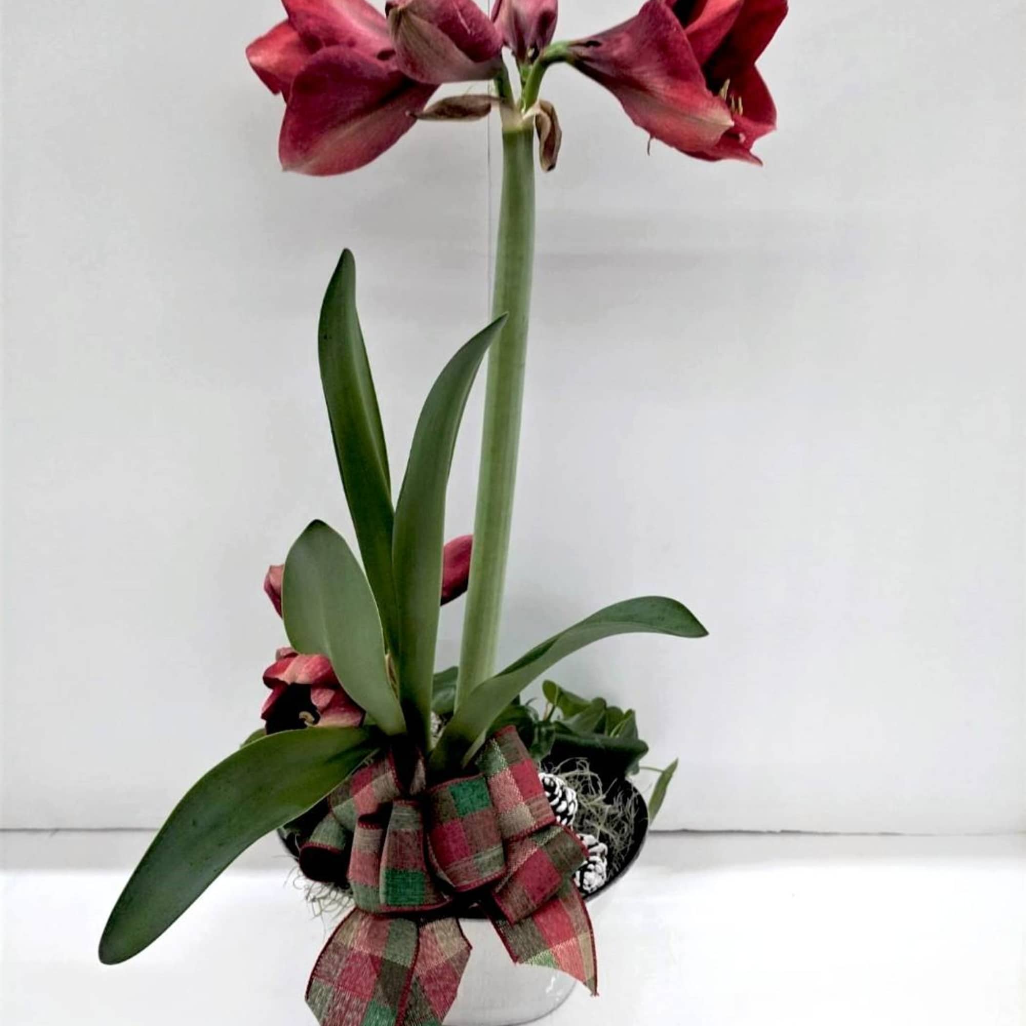 Bright, bold, and effortlessly elegant&mdash;our Amaryllis delivers spectacular blooms that light up