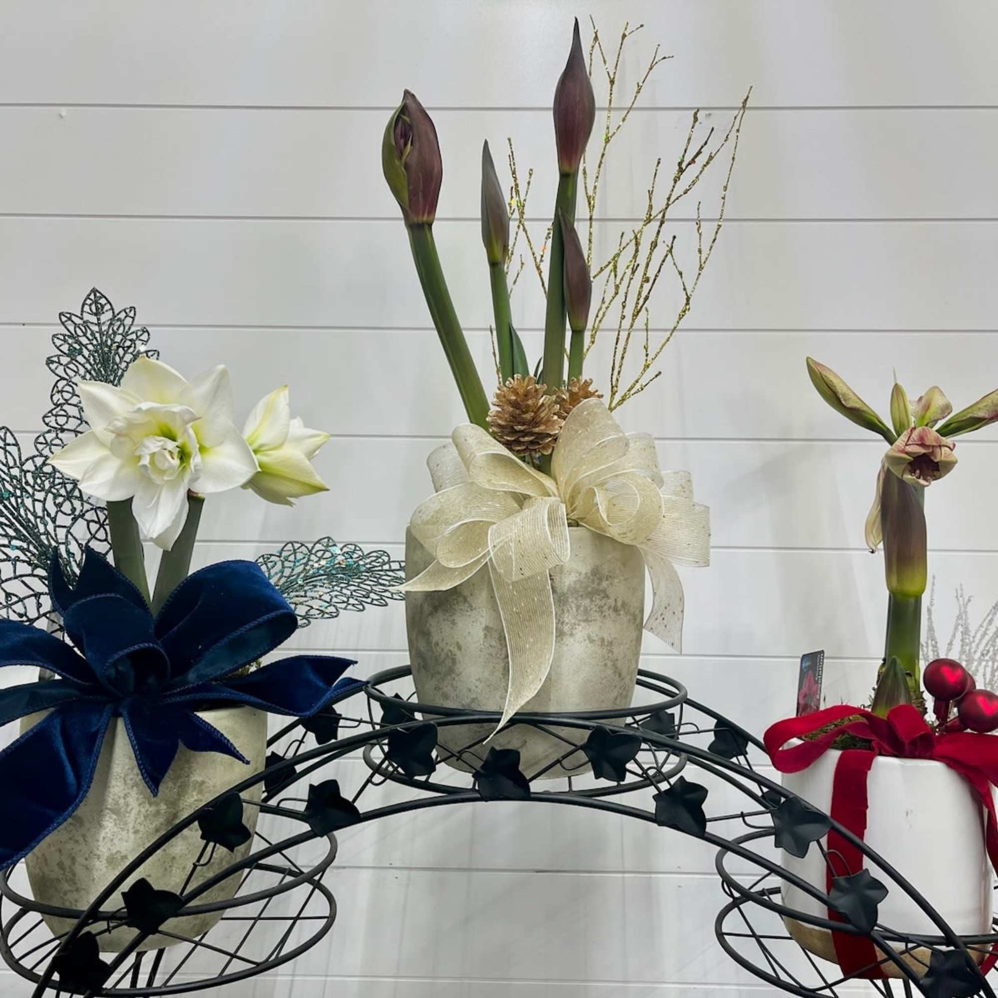 Bright, bold, and effortlessly elegant&mdash;our Amaryllis delivers spectacular blooms that light up