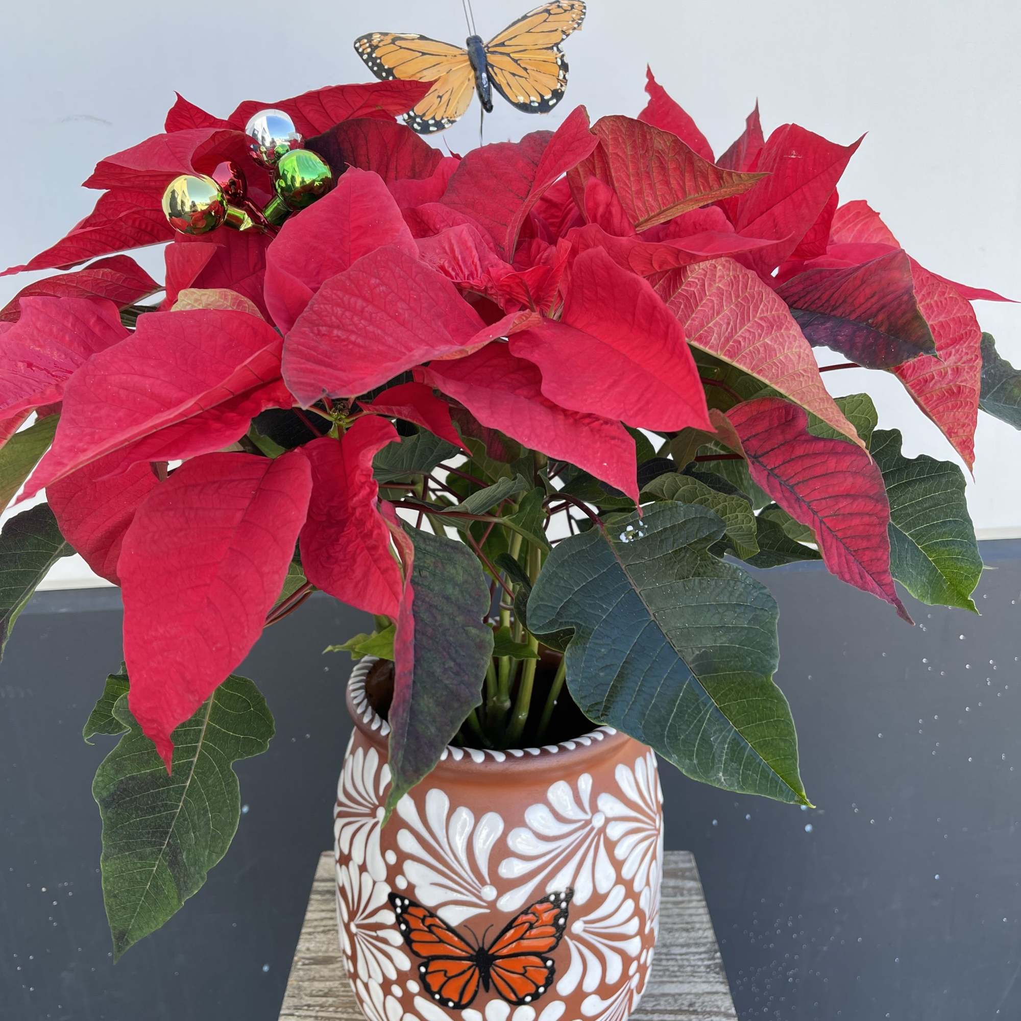Poinsettia in white or black Cantarito 