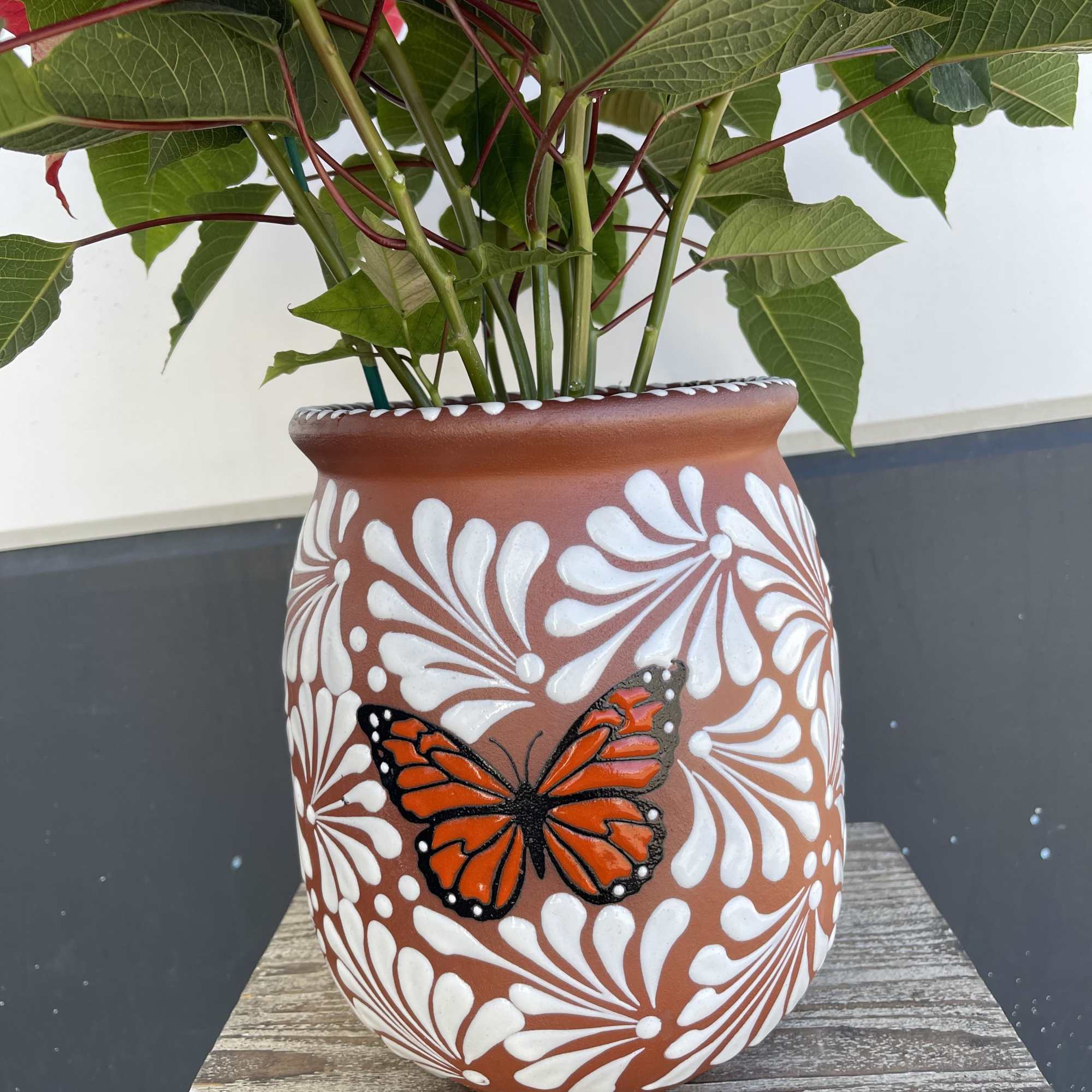 Poinsettia in white or black Cantarito 