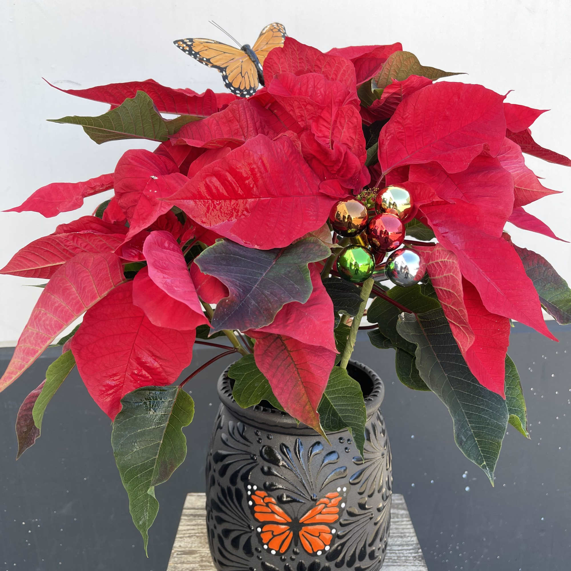 Poinsettia in white or black Cantarito 