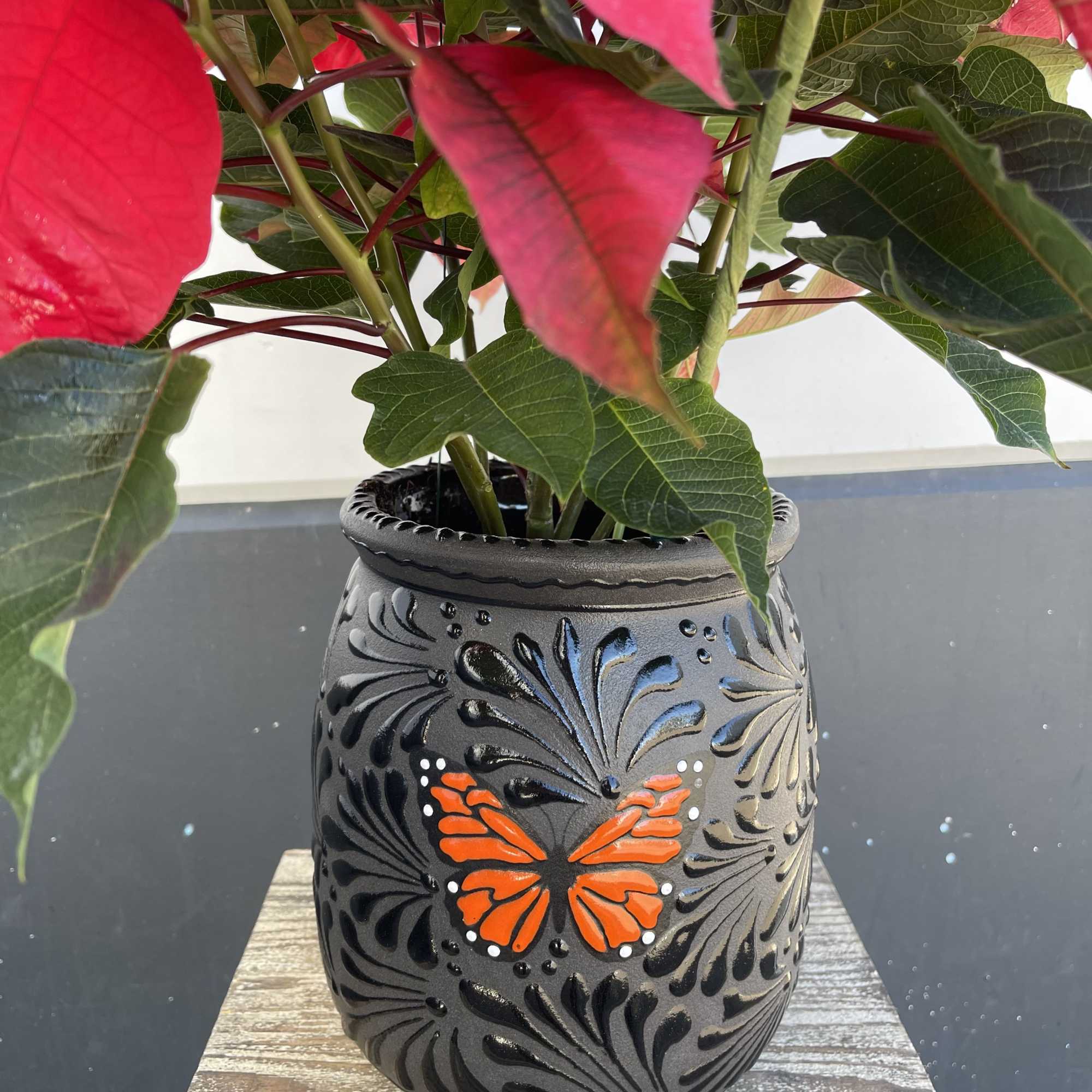 Poinsettia in white or black Cantarito 