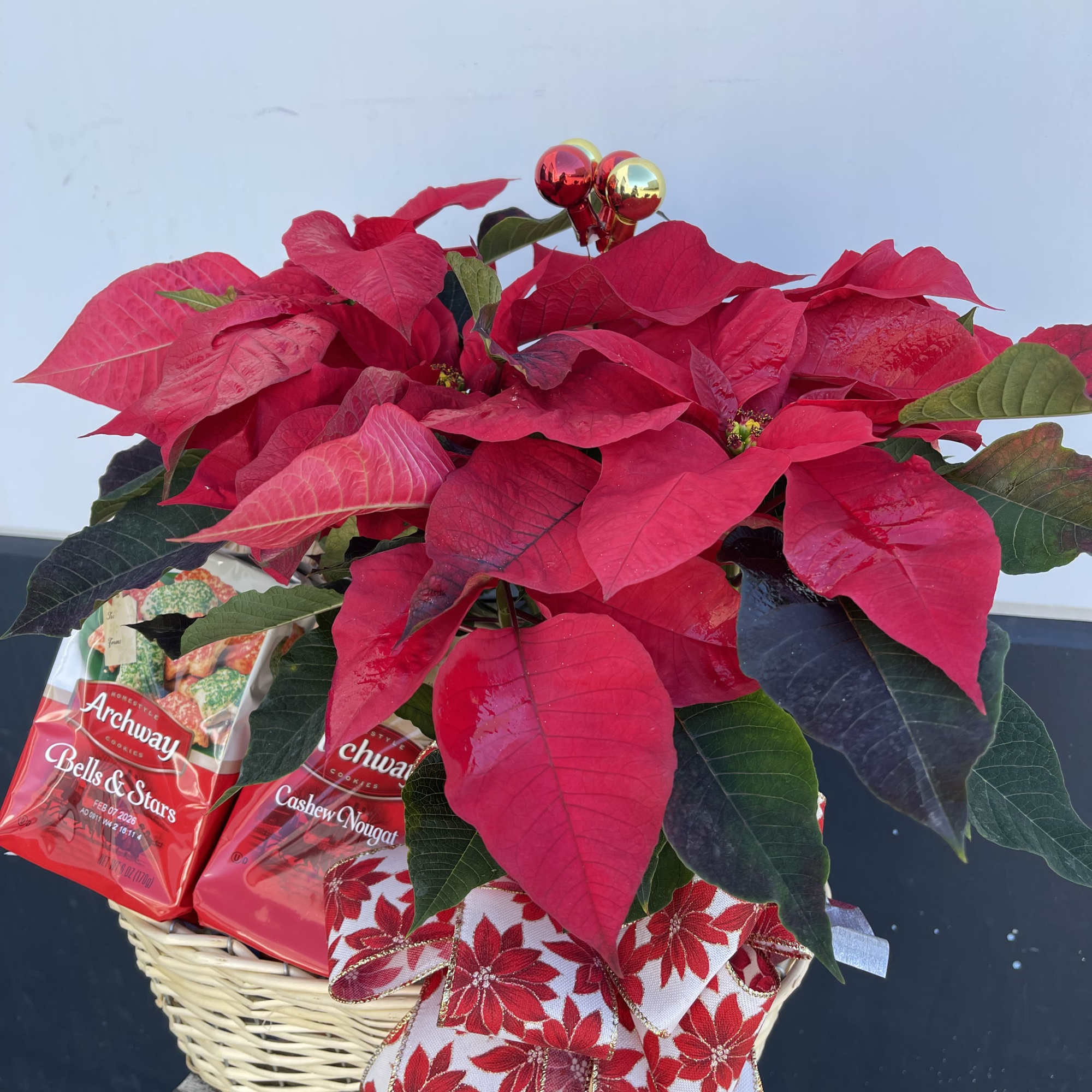 Poinsettia with snacks basket